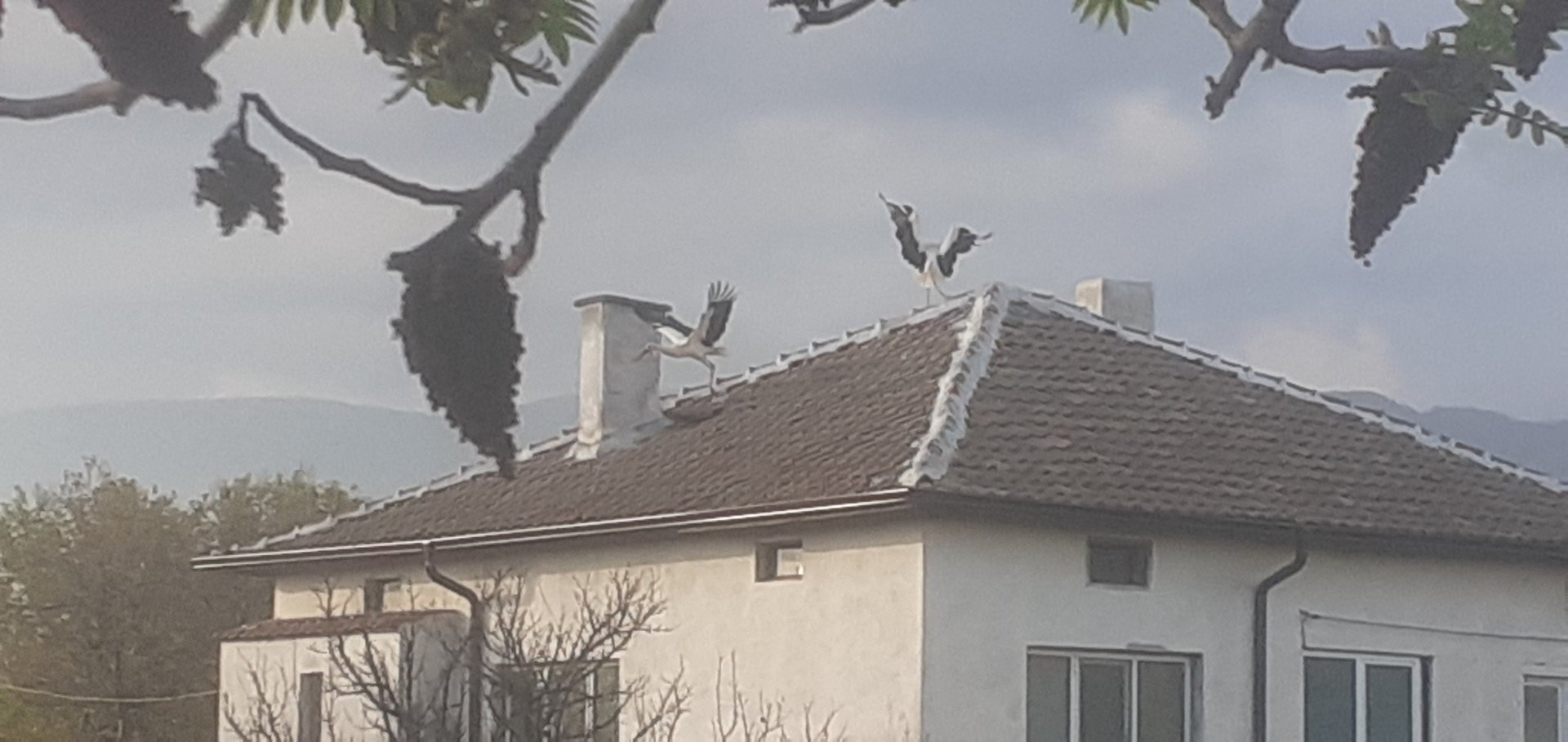 Two storks standing together on a rooftop in Kurtovo Konare, Hedgie Wilder