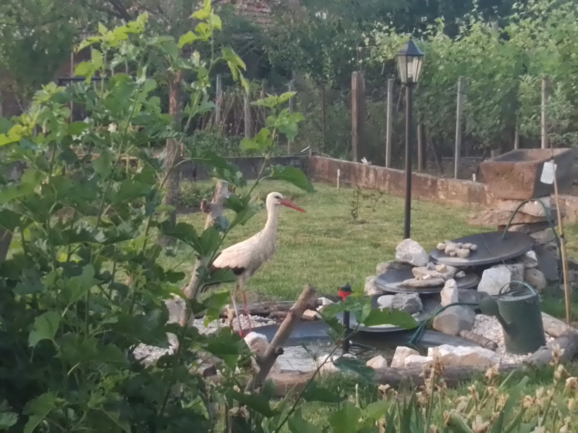 a stoke visiting a garden fountain for a drink in Kurtovo Konare, Plovdin, Hedgie Wilder