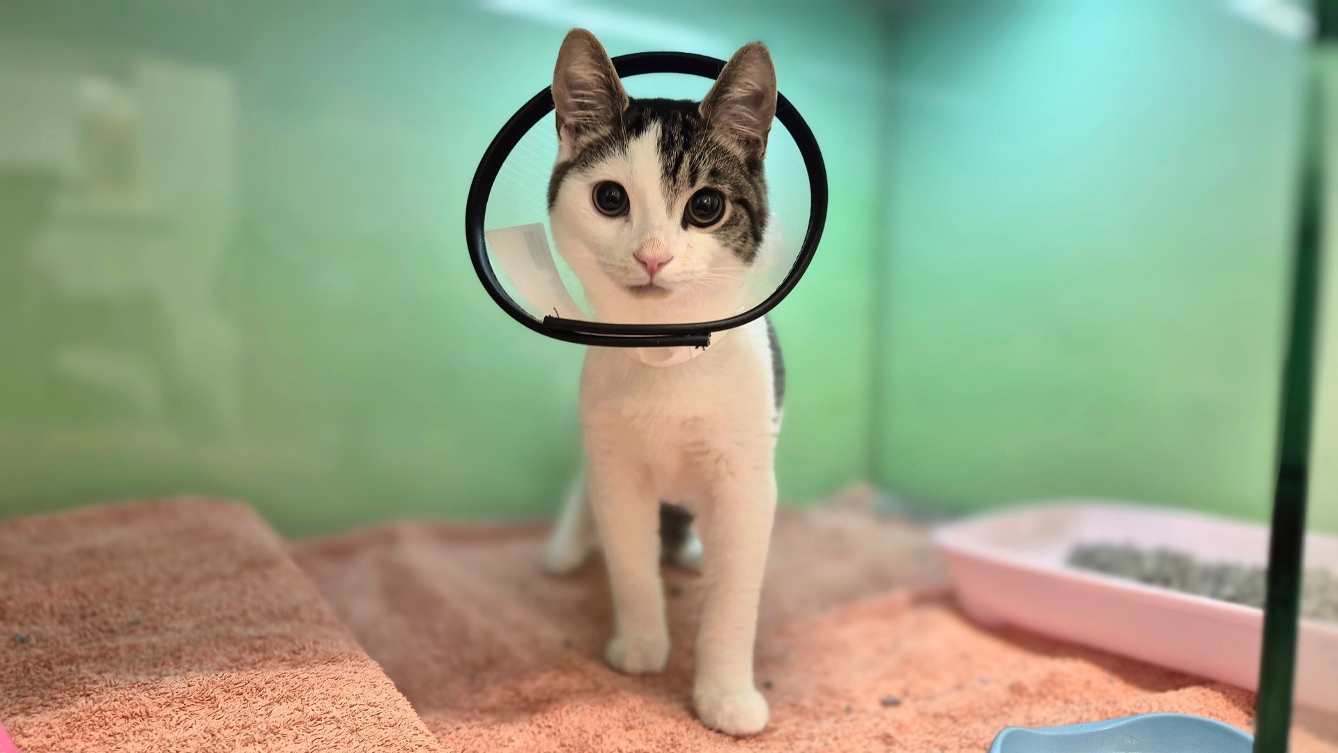 The Woodbridge Vets - Reason Marketing Marketing Consultant