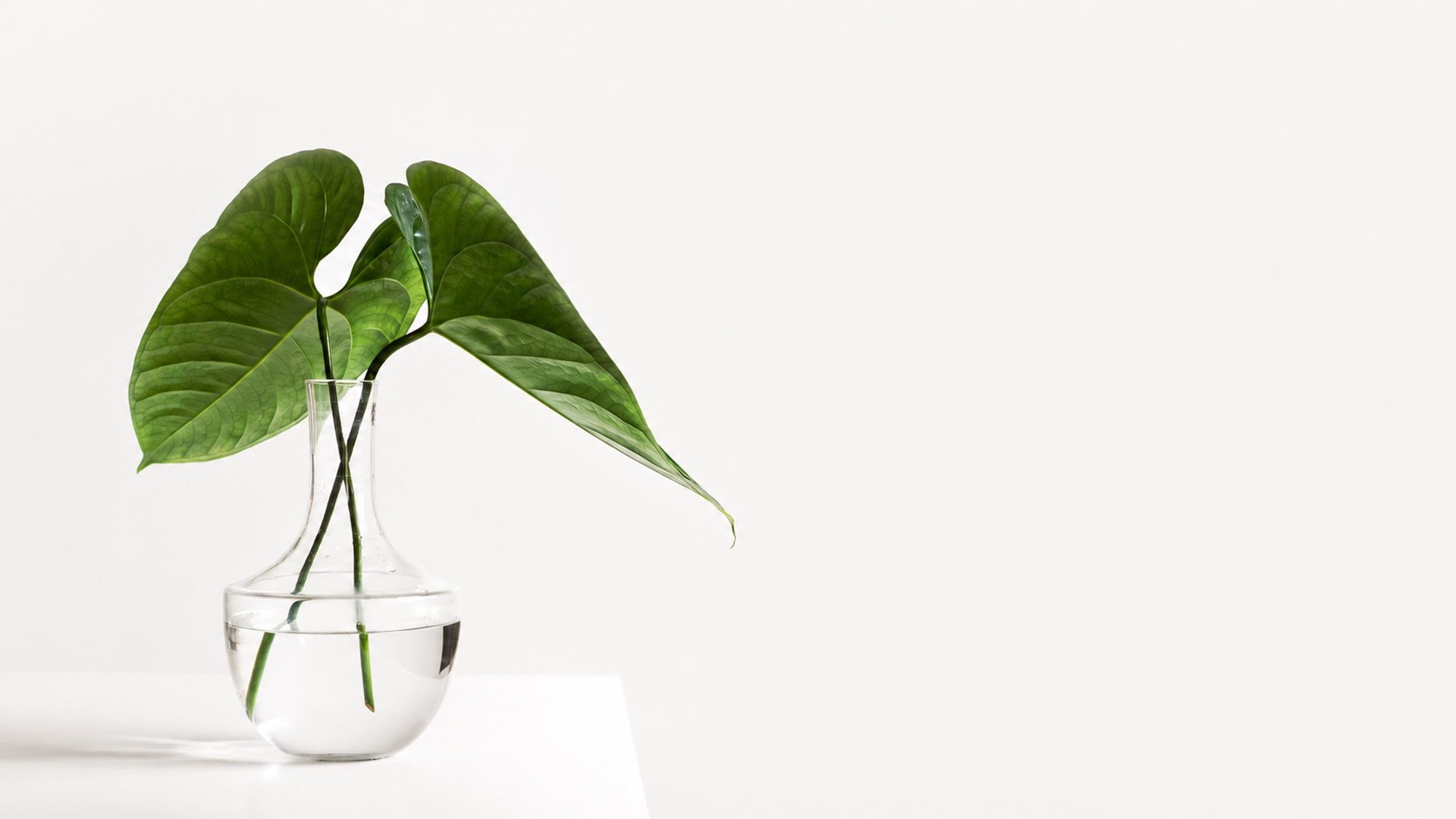 green leafed plant on clear glass vase filled with water