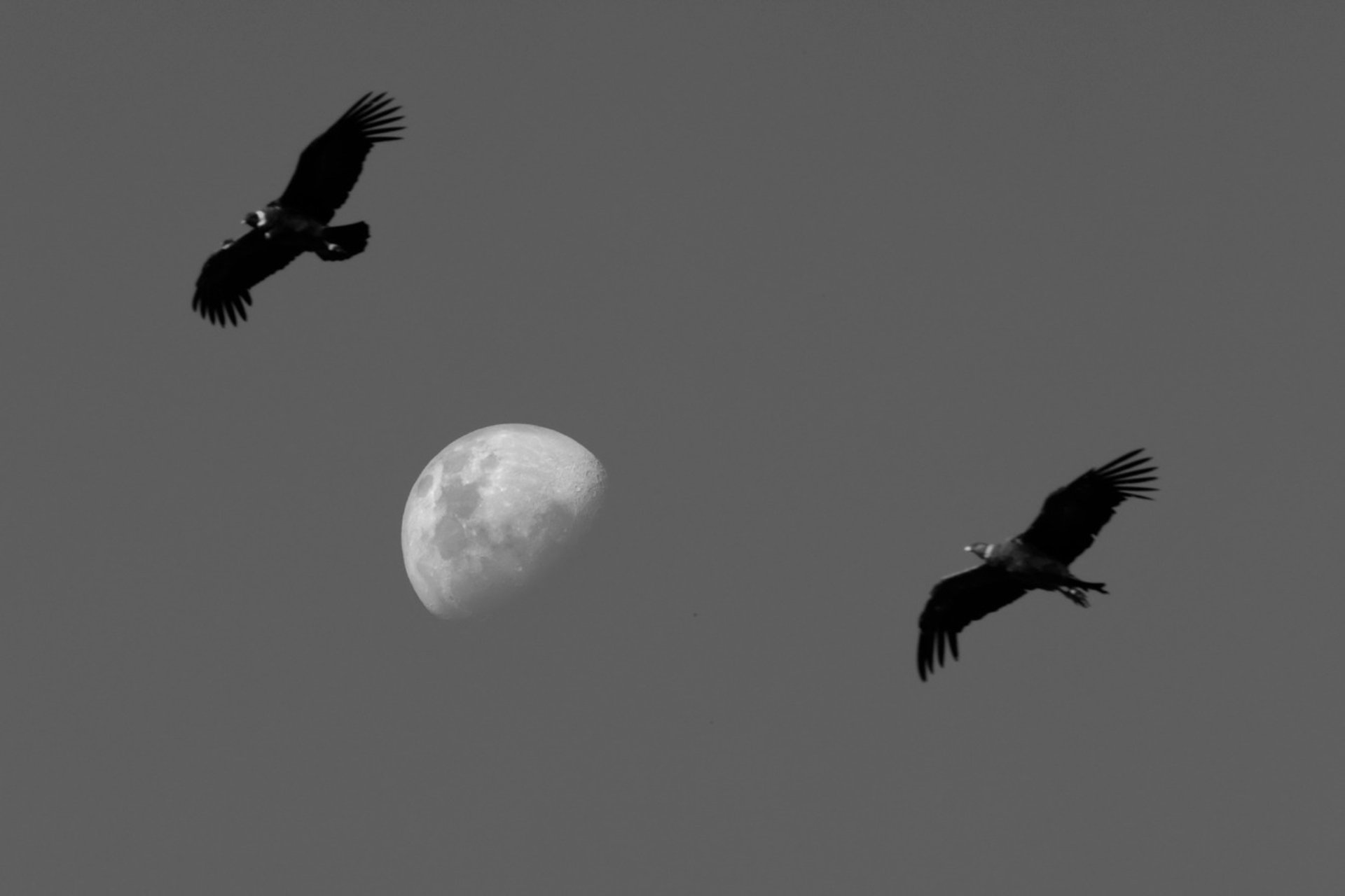 gray computer monitor