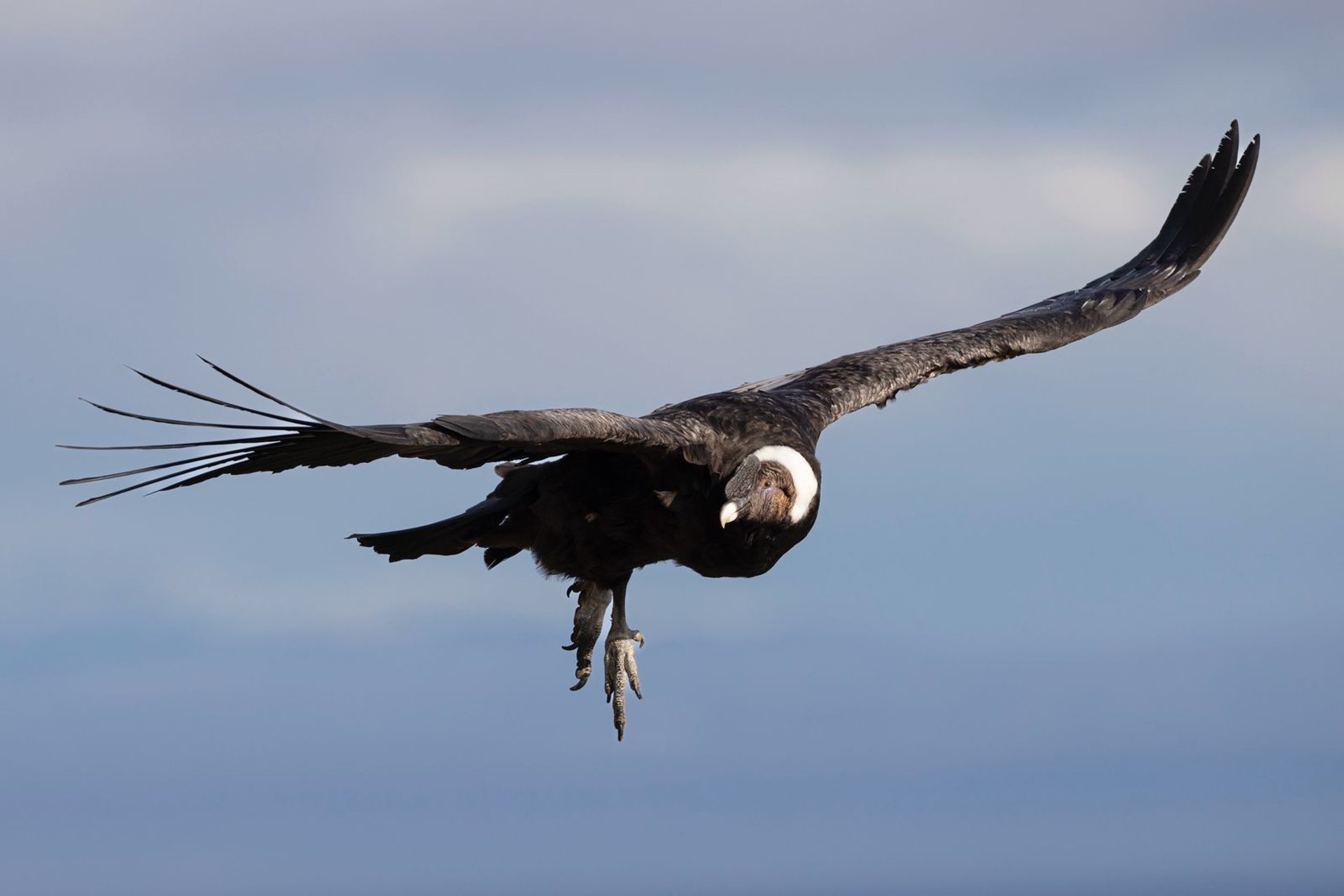 black and brown leather padded tub sofa
