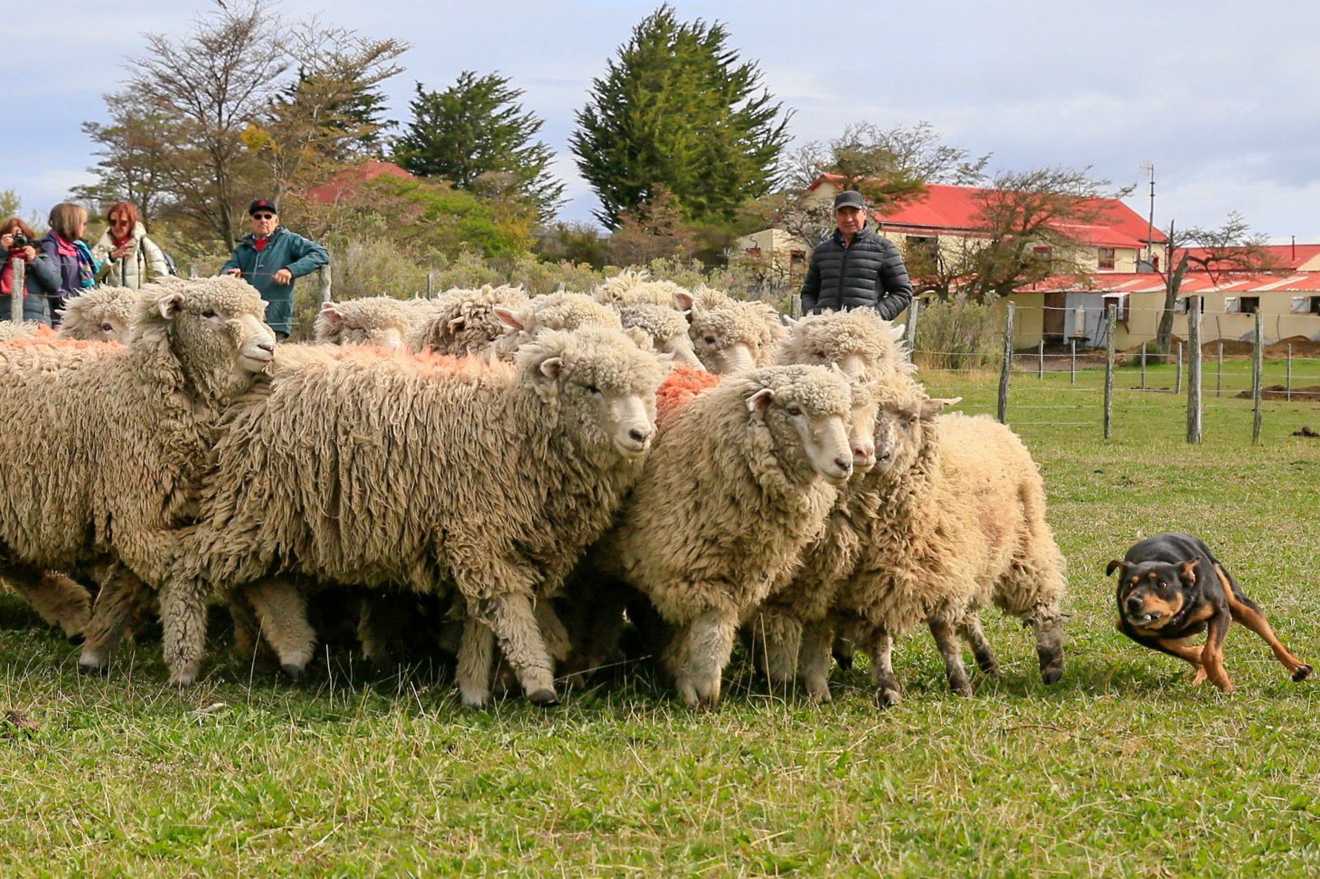 woman wearing yellow long-sleeved dress under white clouds and blue sky during daytime