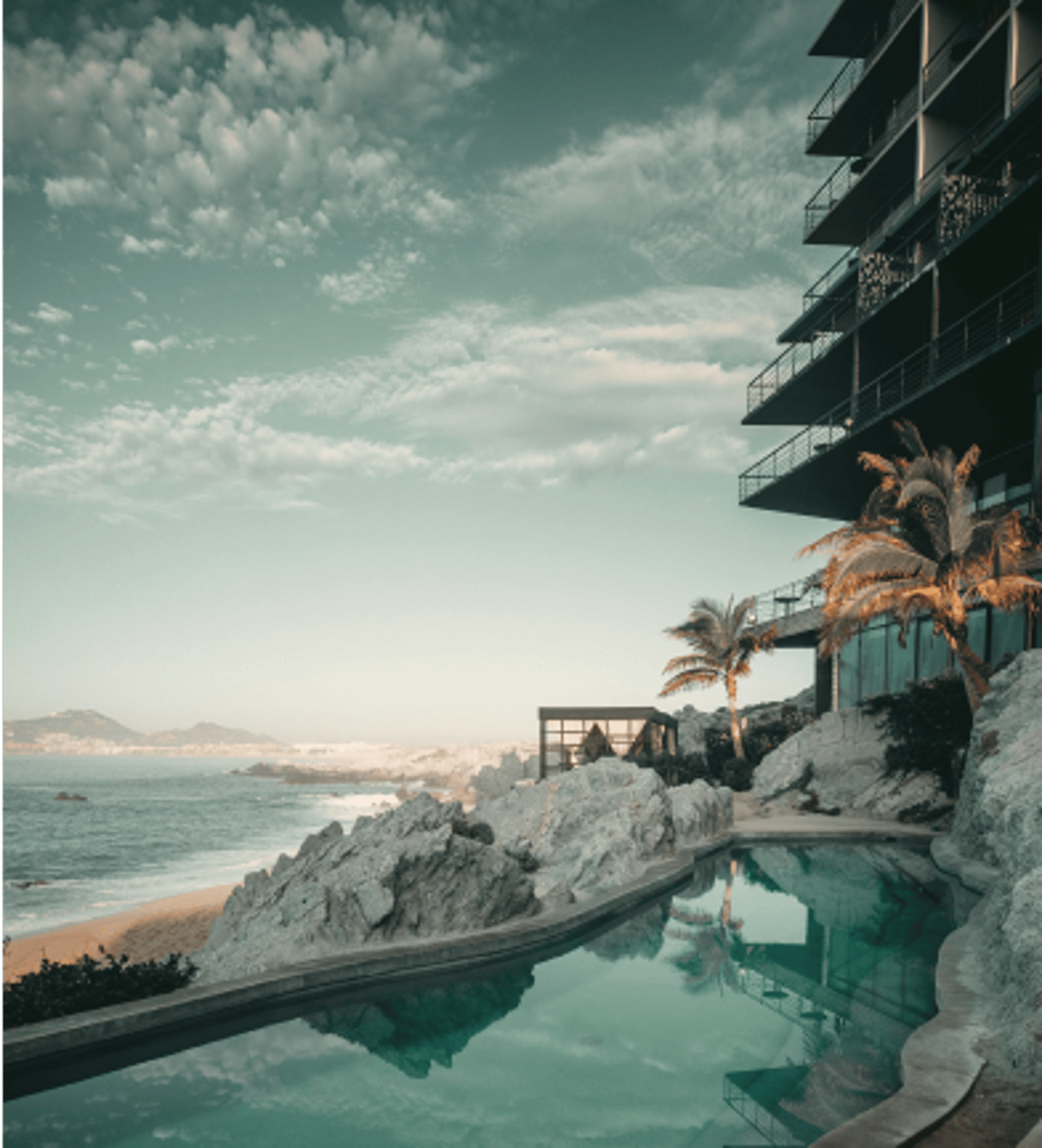 silhouette of plant during sunset