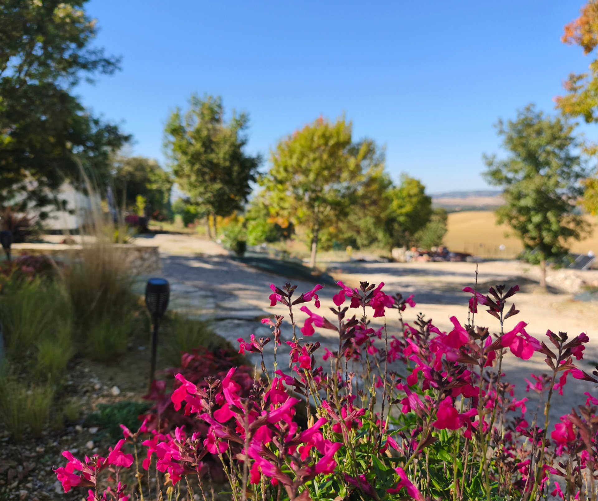 shallow focus photography of white shih tzu puppy running on the grass