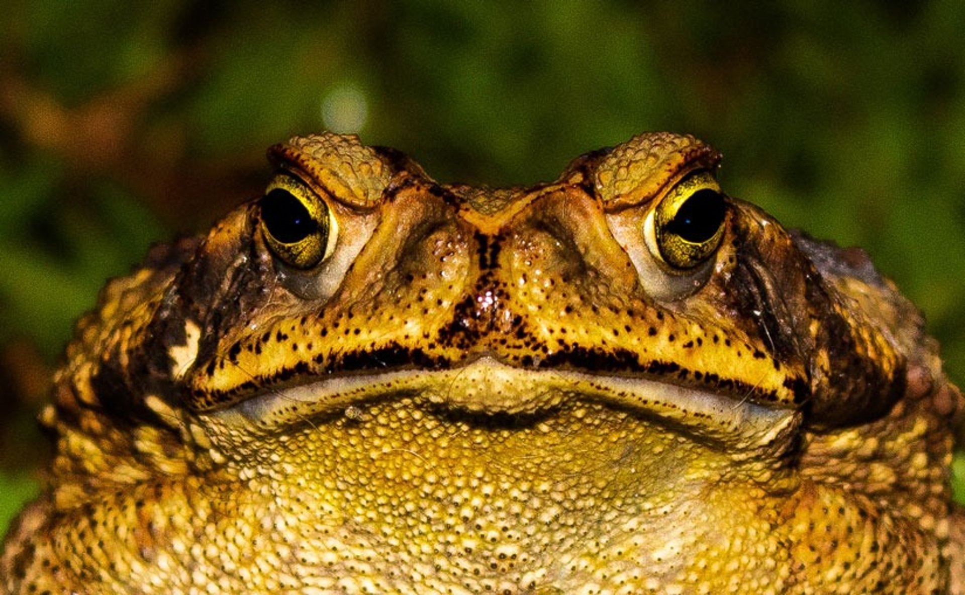 Bufo Fraser Valley