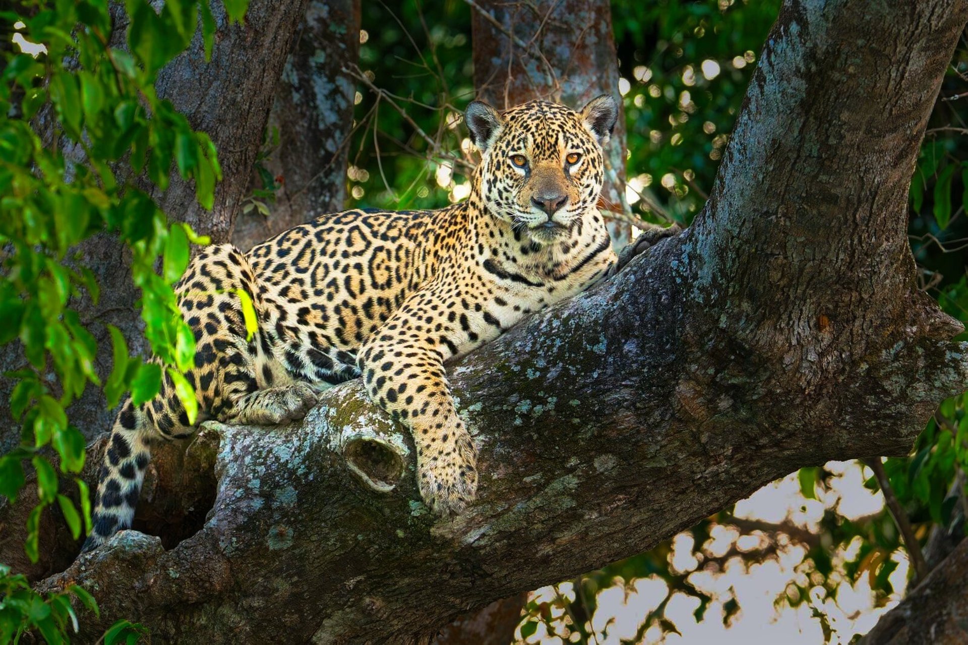 This photo captures a majestic jaguar resting in a tree within the Pantanal wetlands of Brazil.