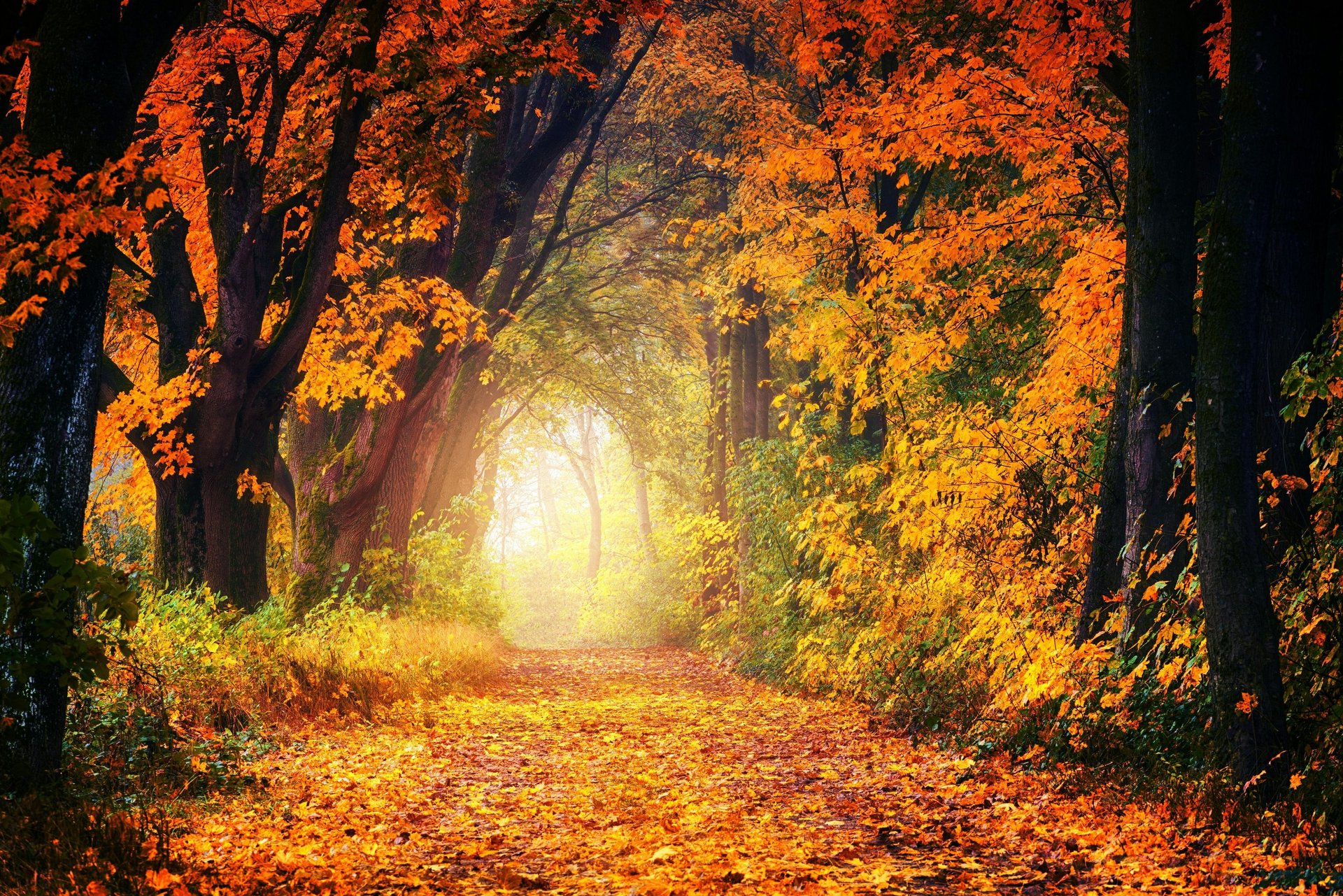 a blurry photo of a leaf on the ground