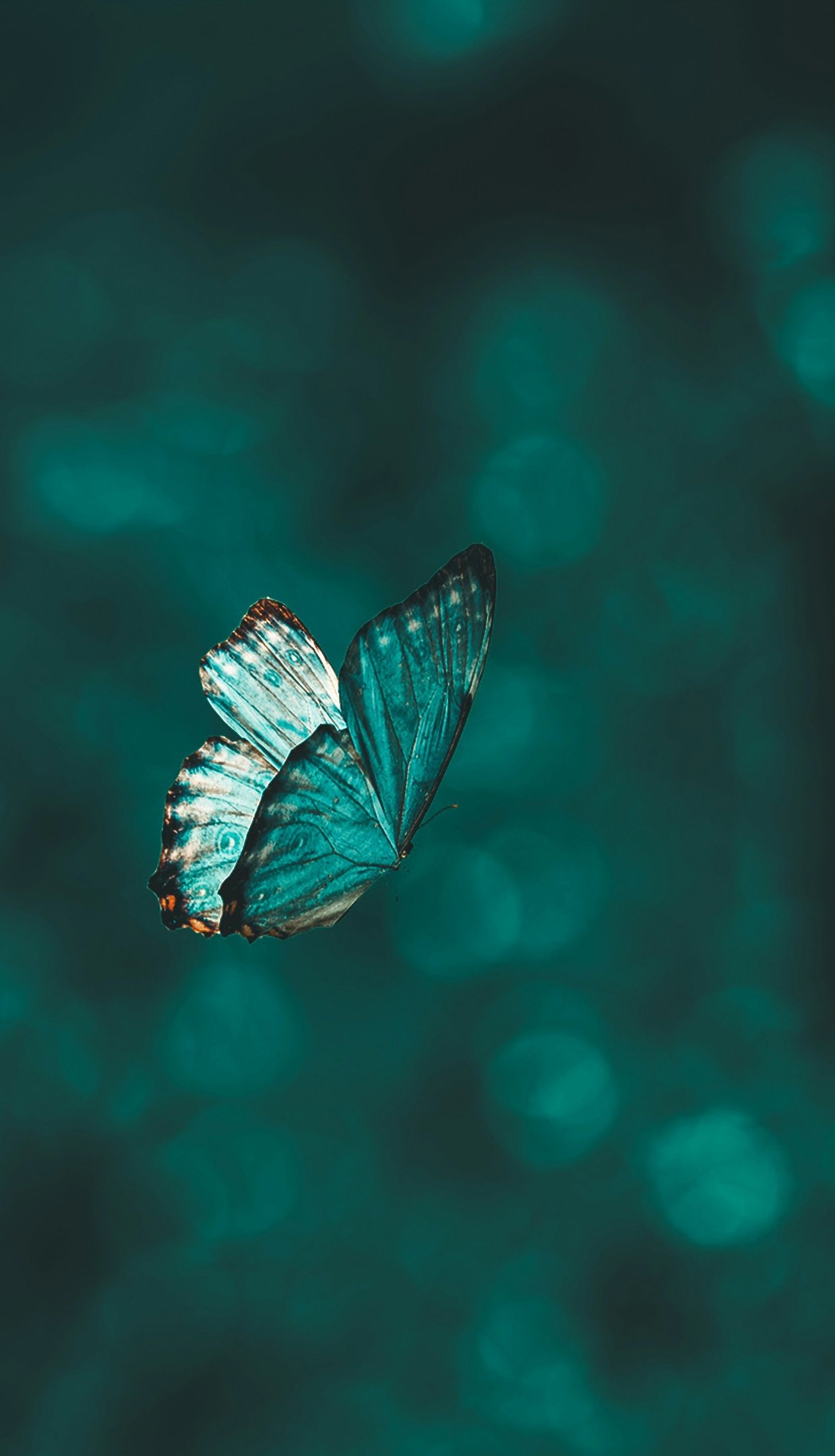 blue and black butterfly in close up photography