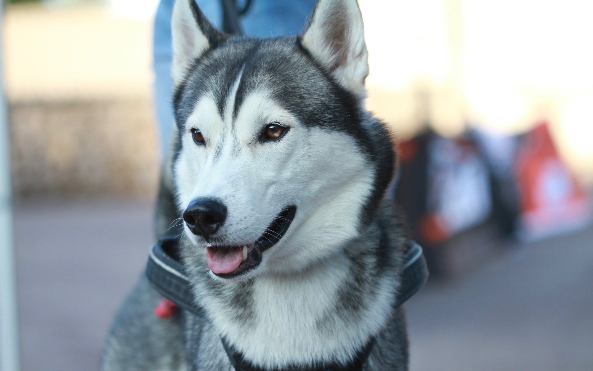 black and brown leather padded tub sofa