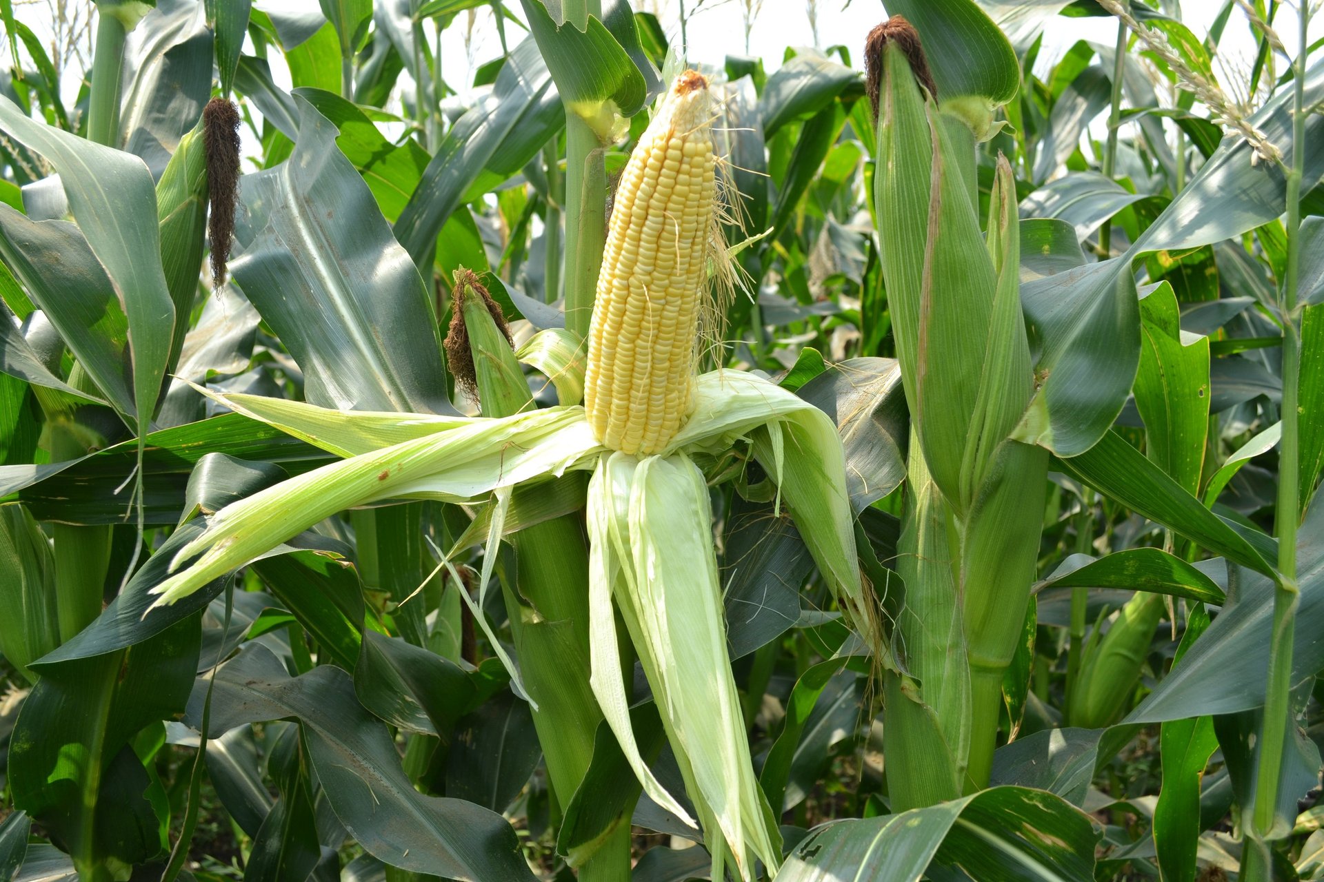 green corn plant
