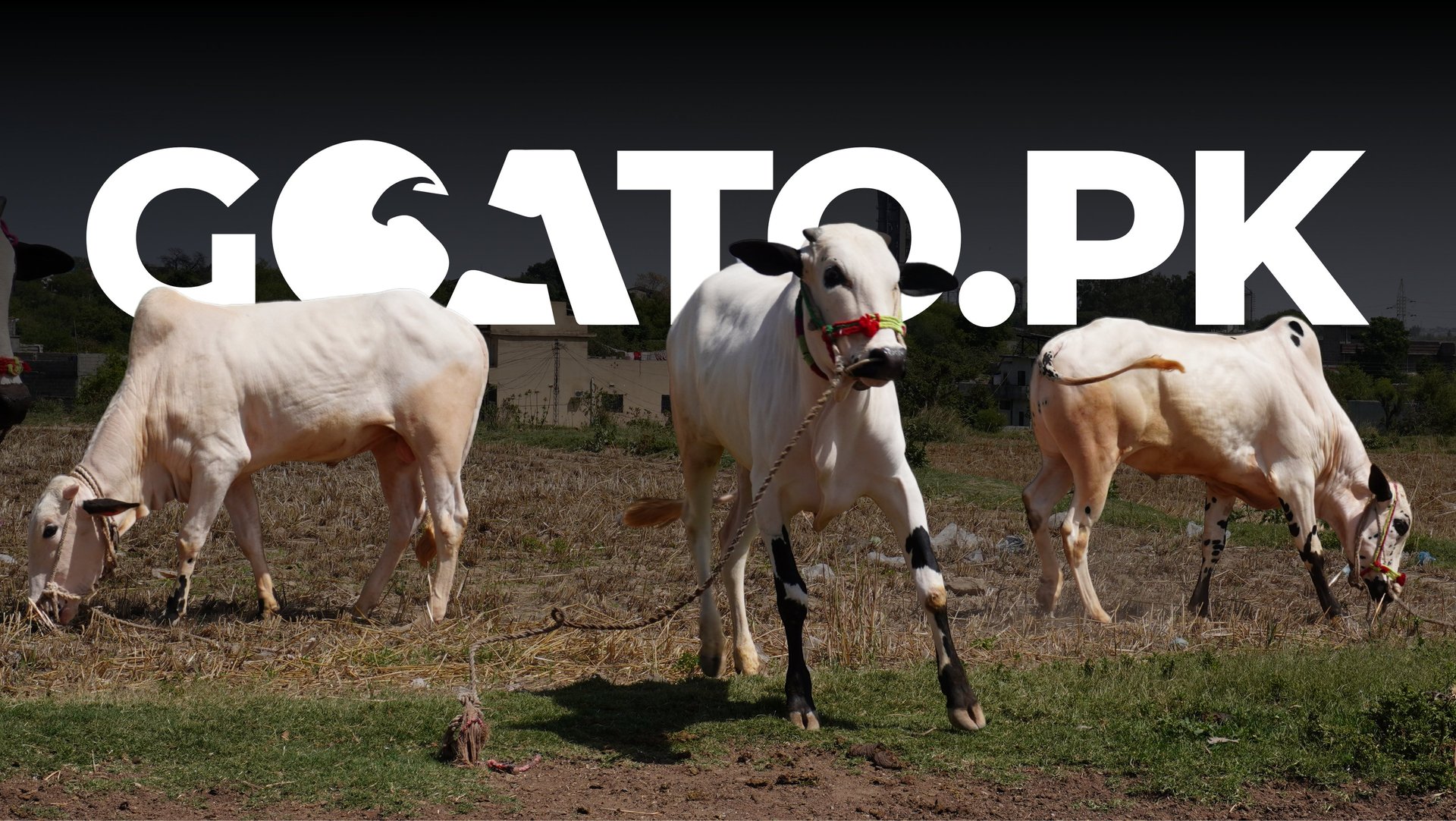 a group of goats in a field