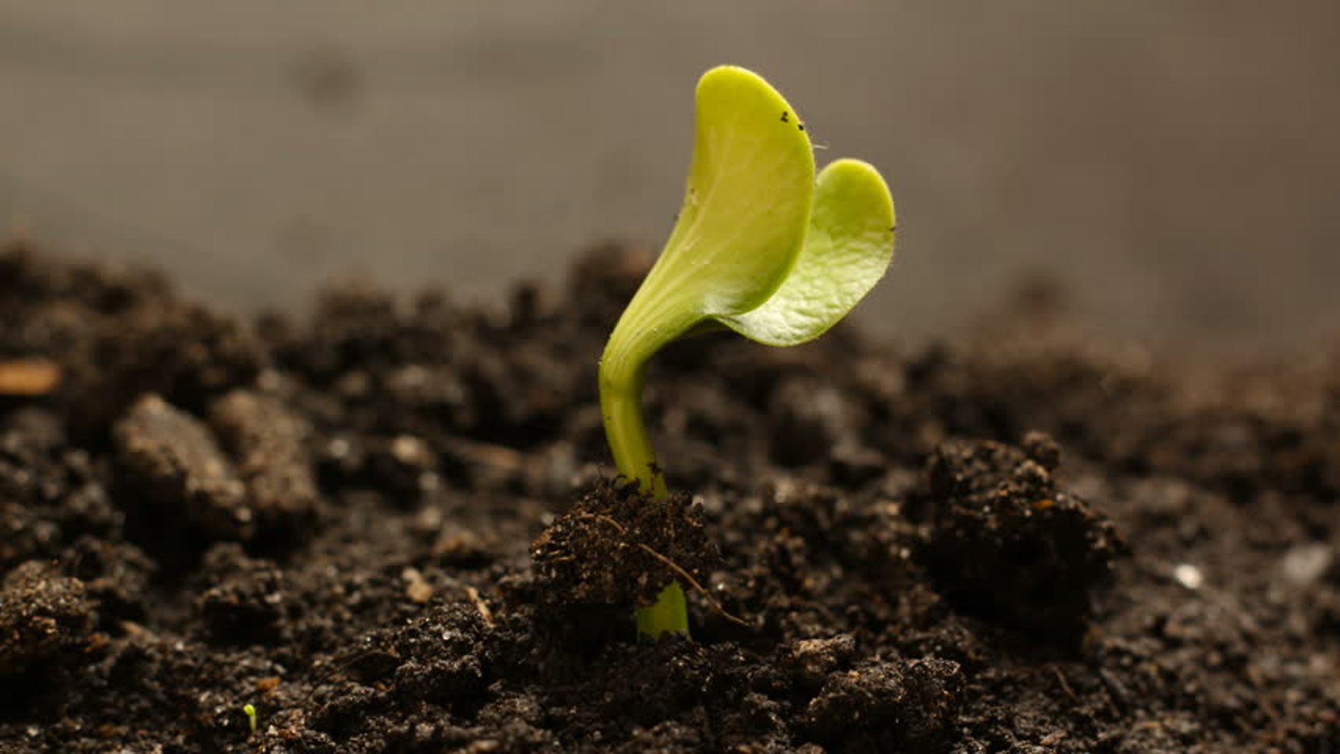 yellow sunflower field during daytime