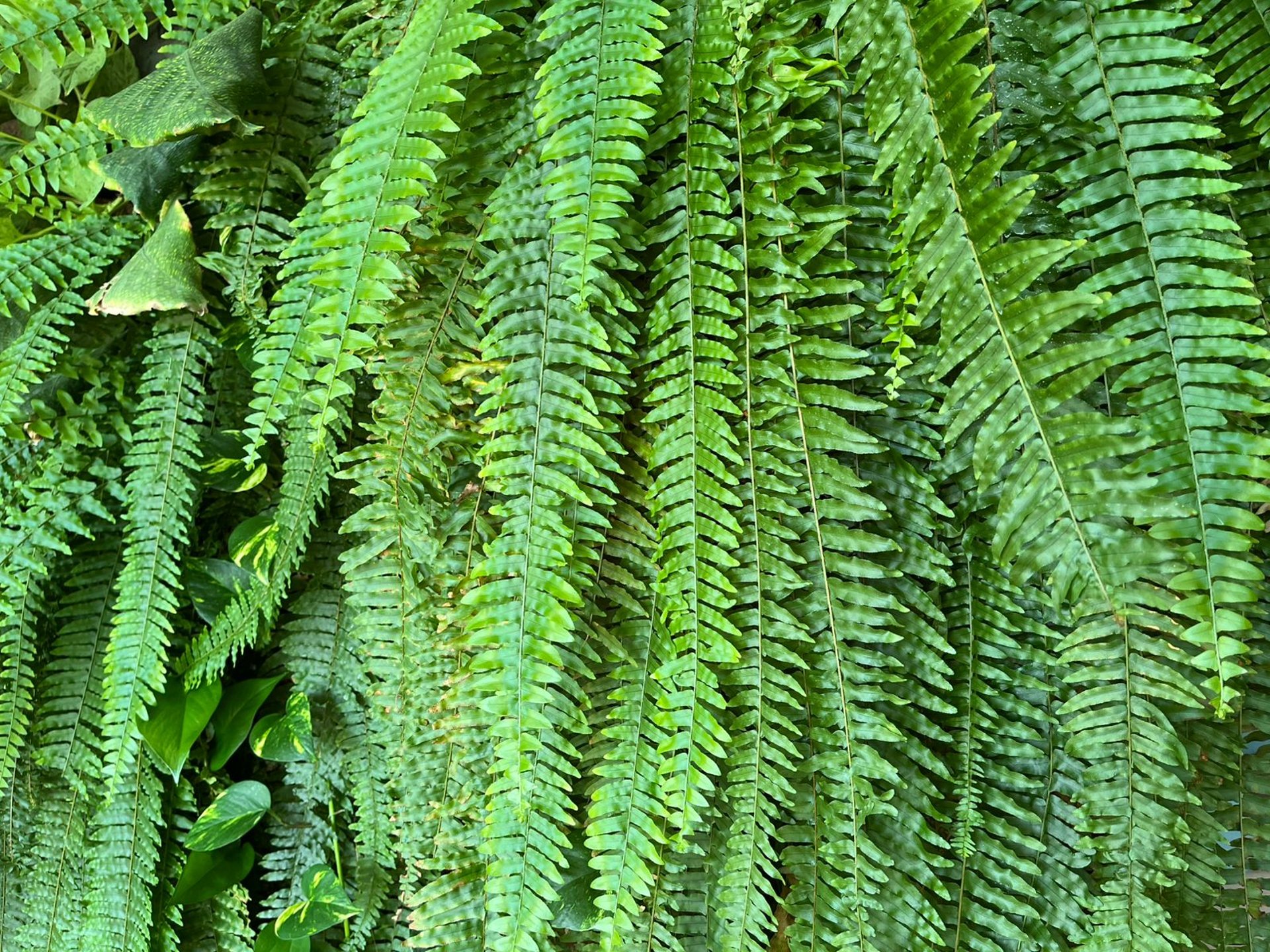 green leaf plants