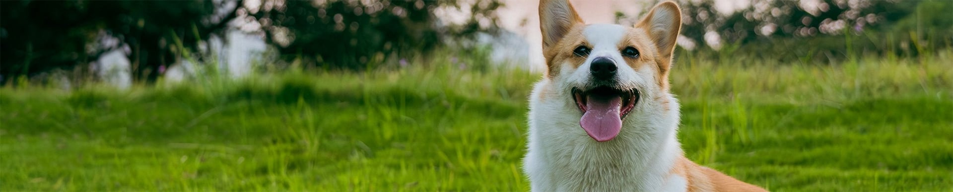 A happy corgi sits on green grass at sunset.