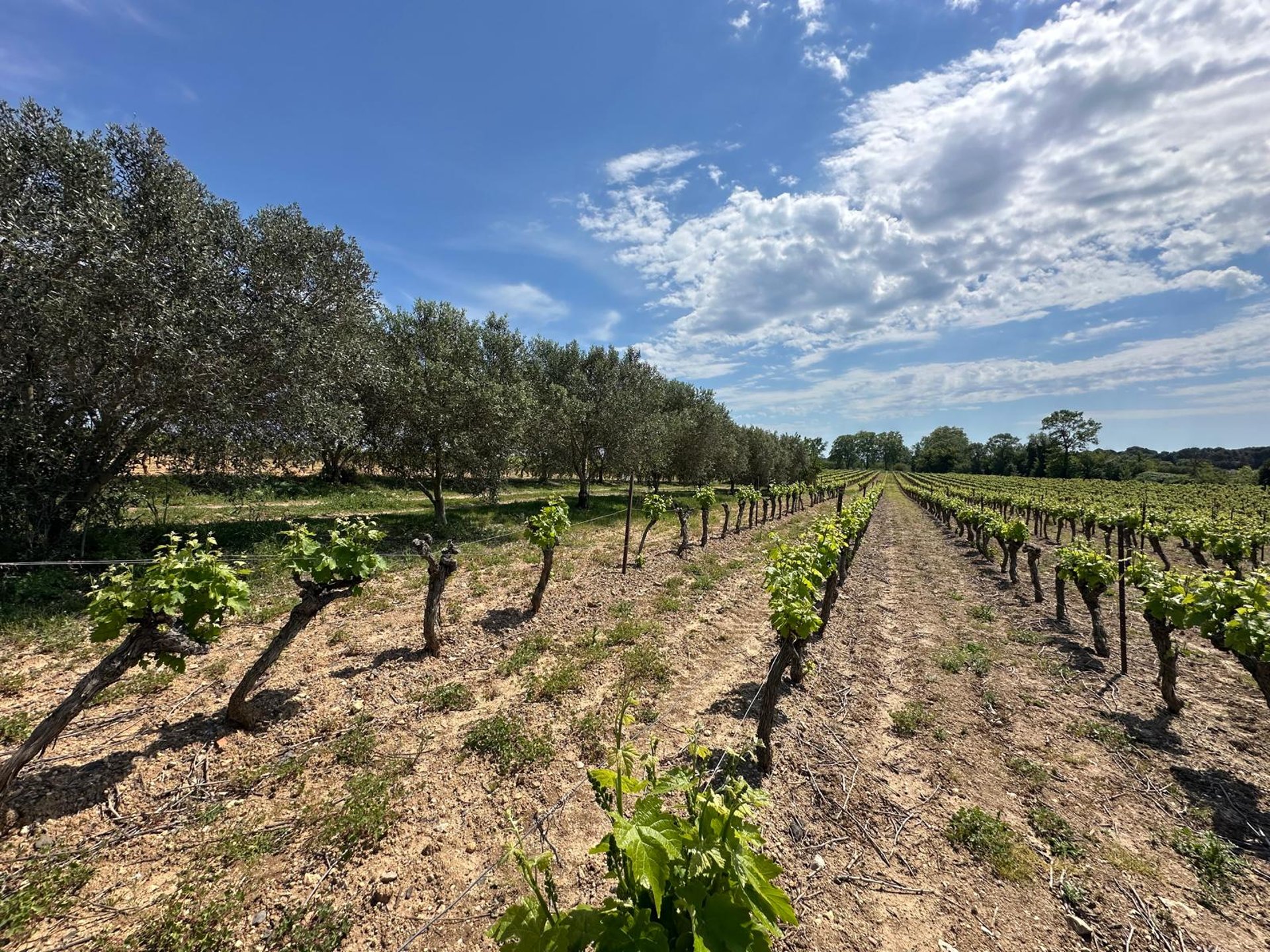 Photo of rows of budding grapevines and mature olive trees, with vivid blue skies and sweeps of stratocumulus clouds. 