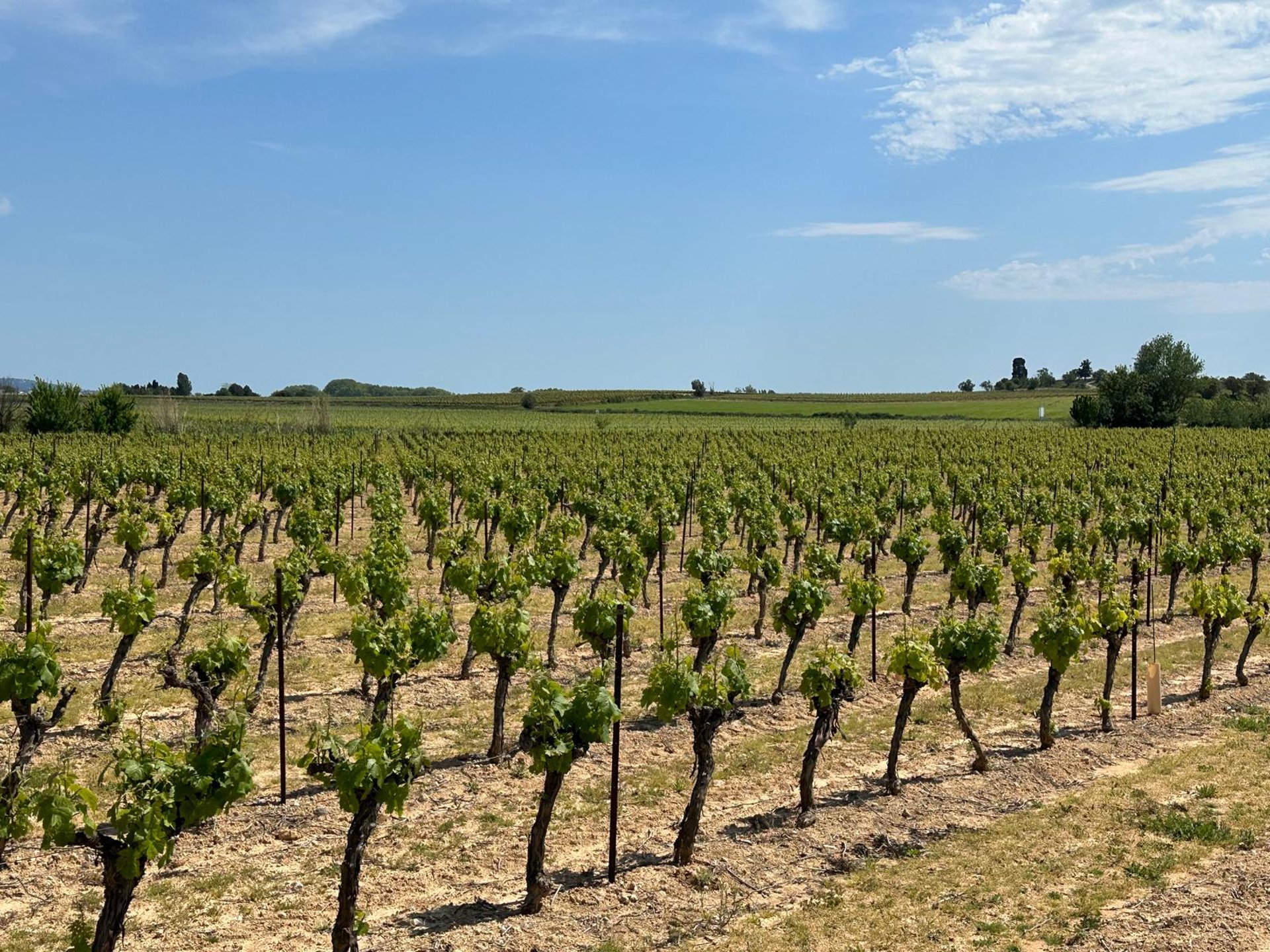 Photo panorama of rows of budding grapevines leading to gentle hills in background. Blue skies and stratocumulus clouds.
