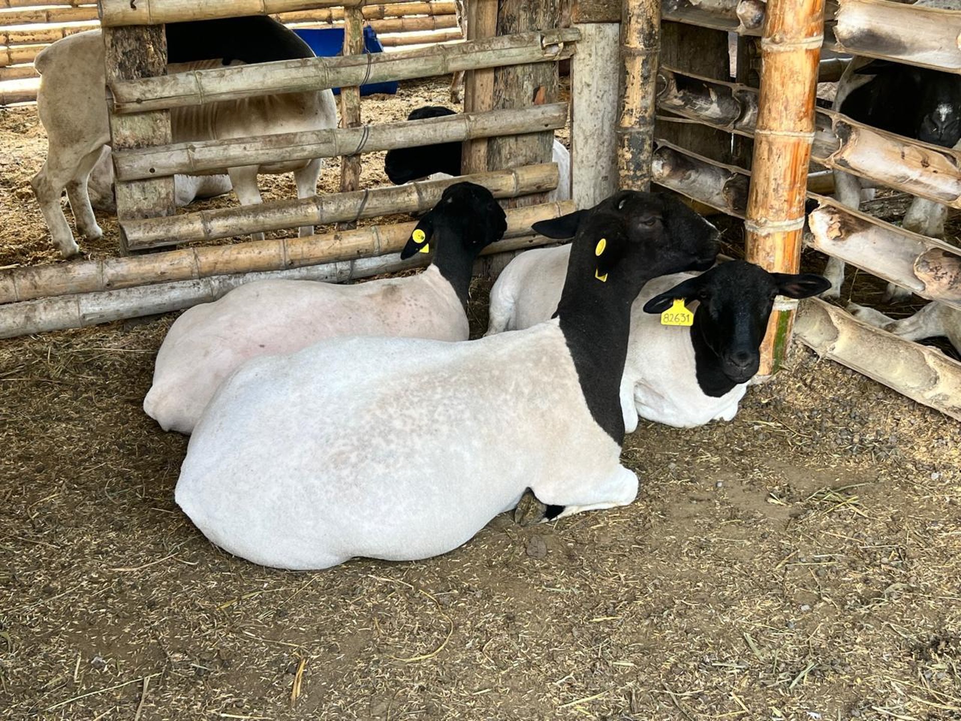 black blue and yellow textile