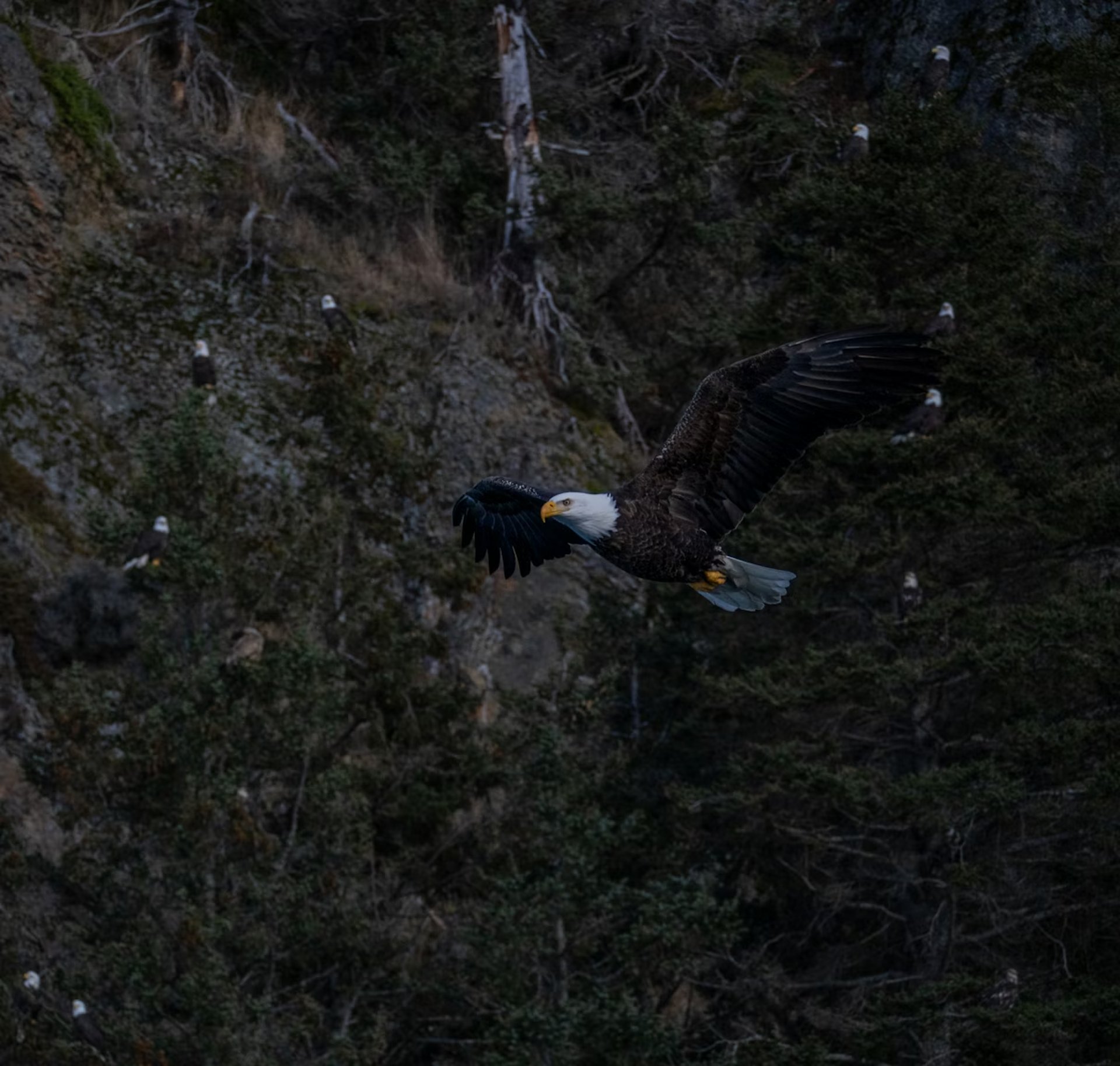 landscape photography of forest