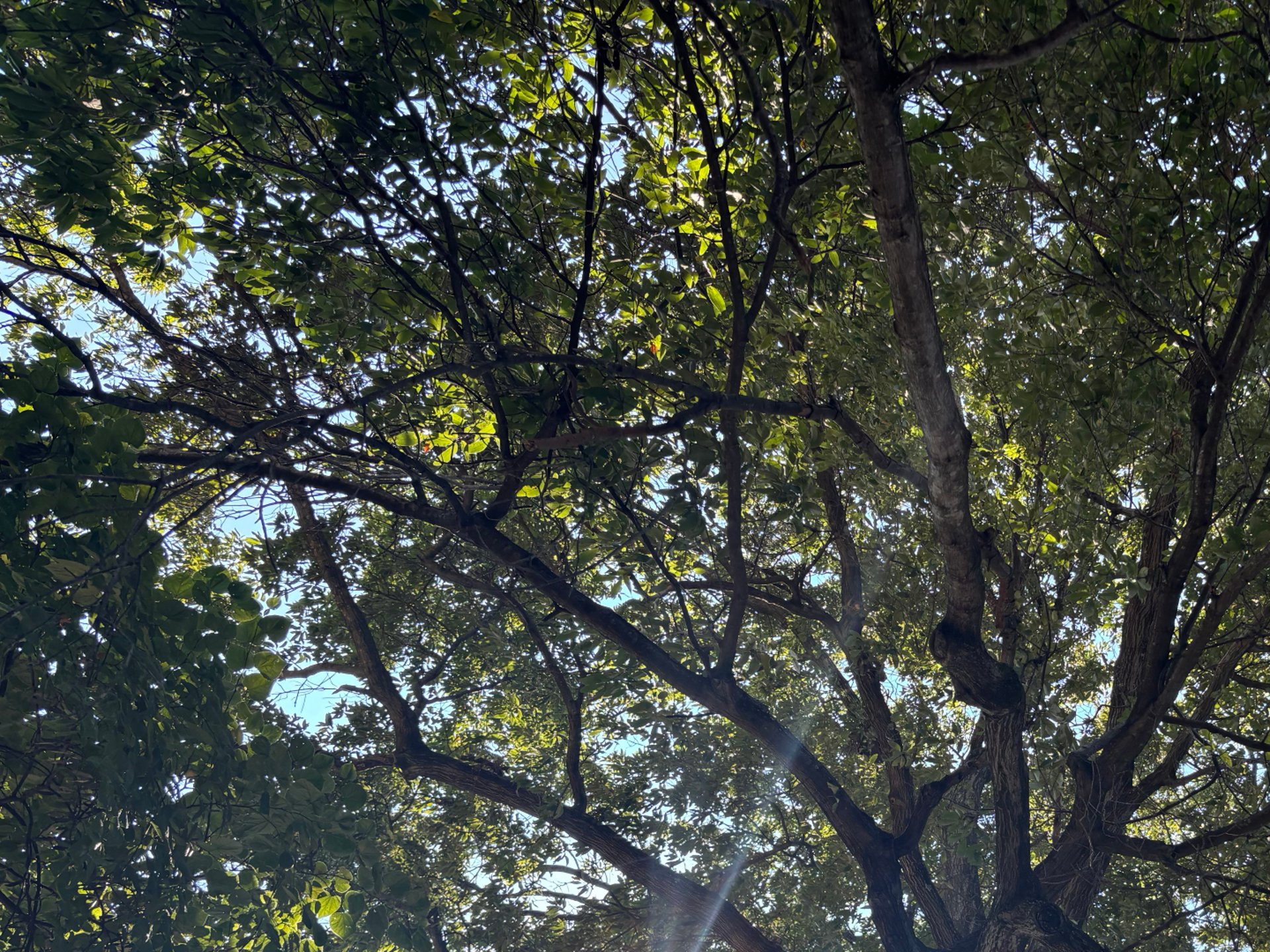 black and brown leather padded tub sofa