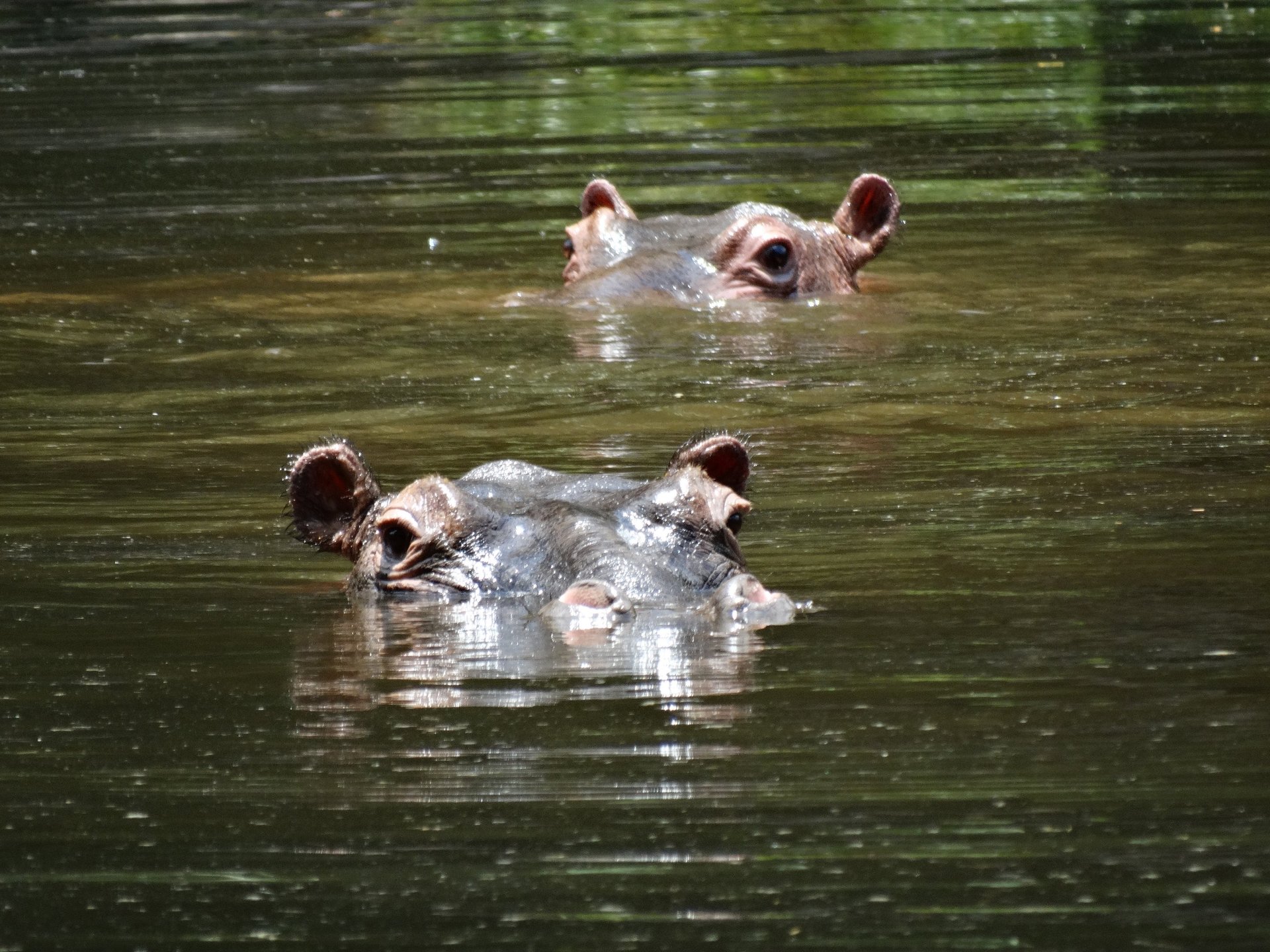 Two hippos in the water just showing nose, eyes and ears, Tanzania
