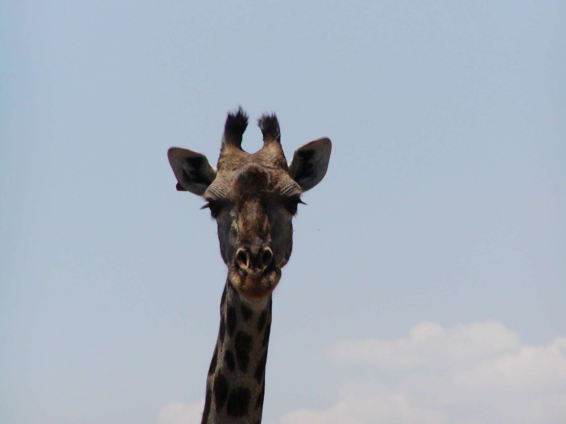 A giraffe, head and neck looking directly at the camera inqusitively