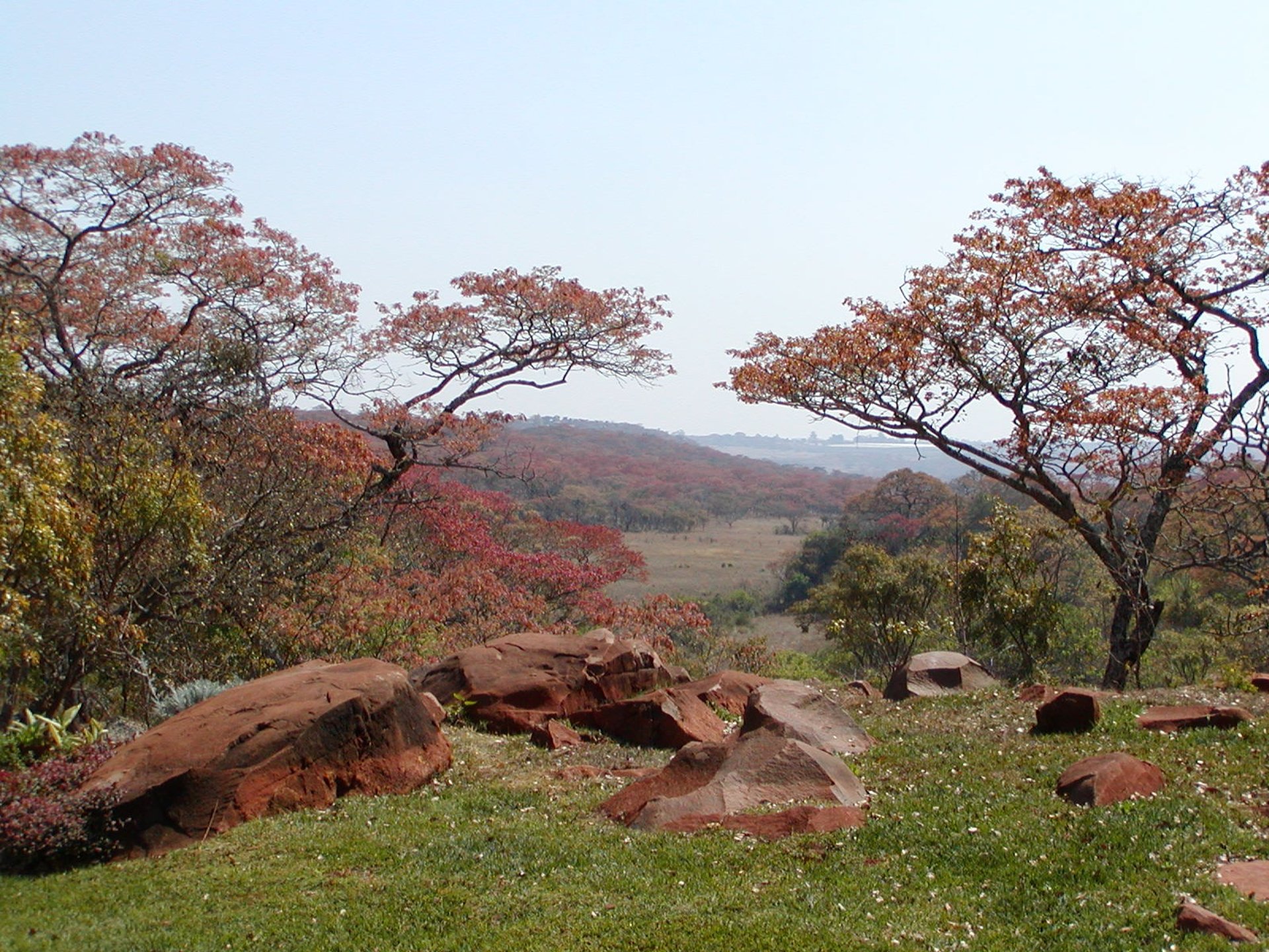 A view from an African garden overlooking  Red Msasa trees and the veldt beyond