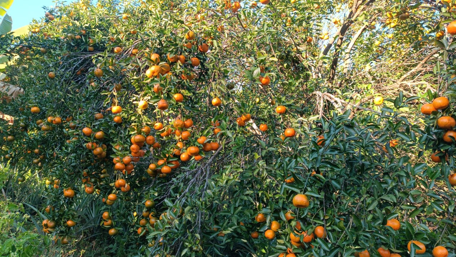 water falls in the forest