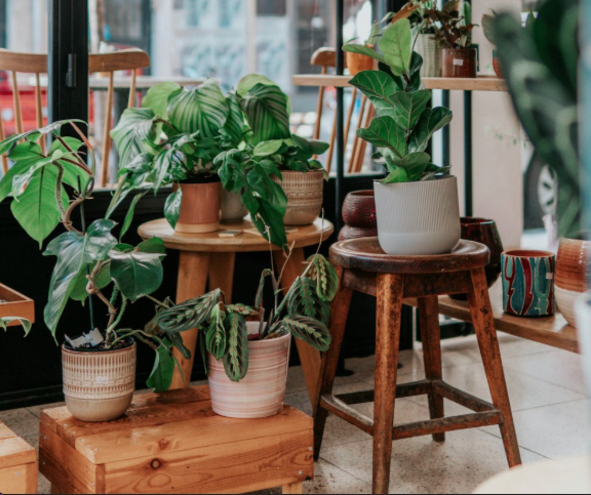 green potted plants on brown wooden seat