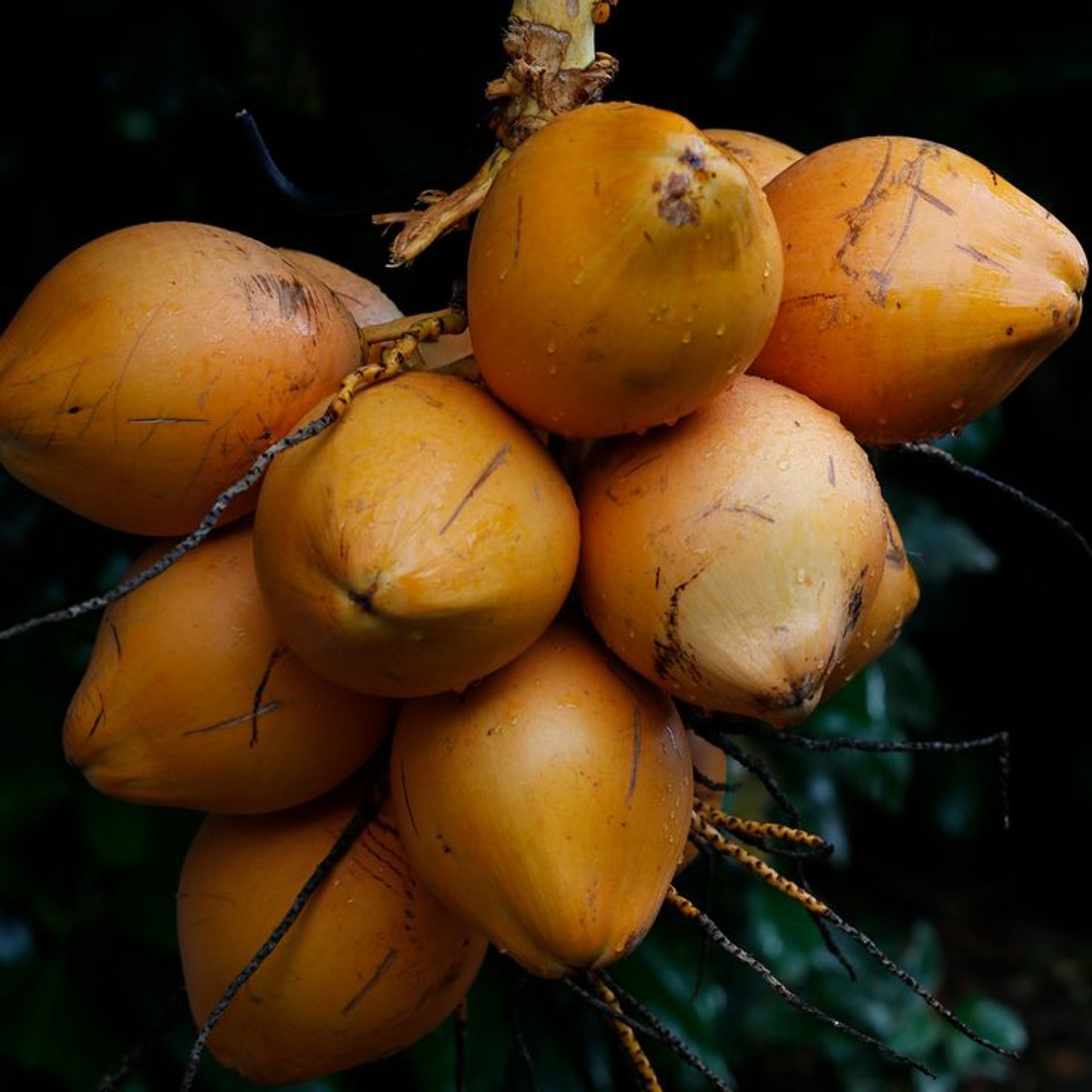 black and white bed linen