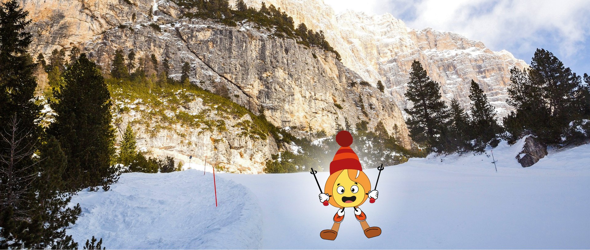 Forest during daytime