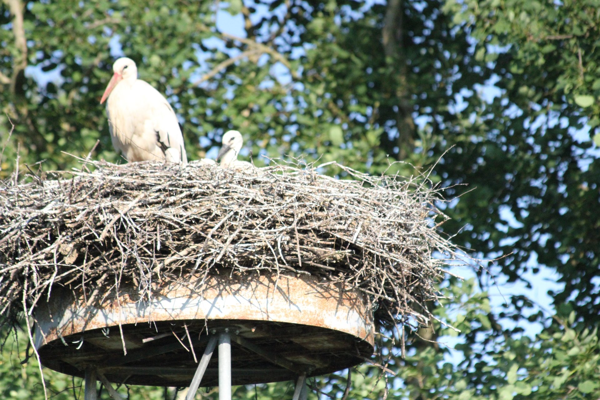 black and white bed linen
