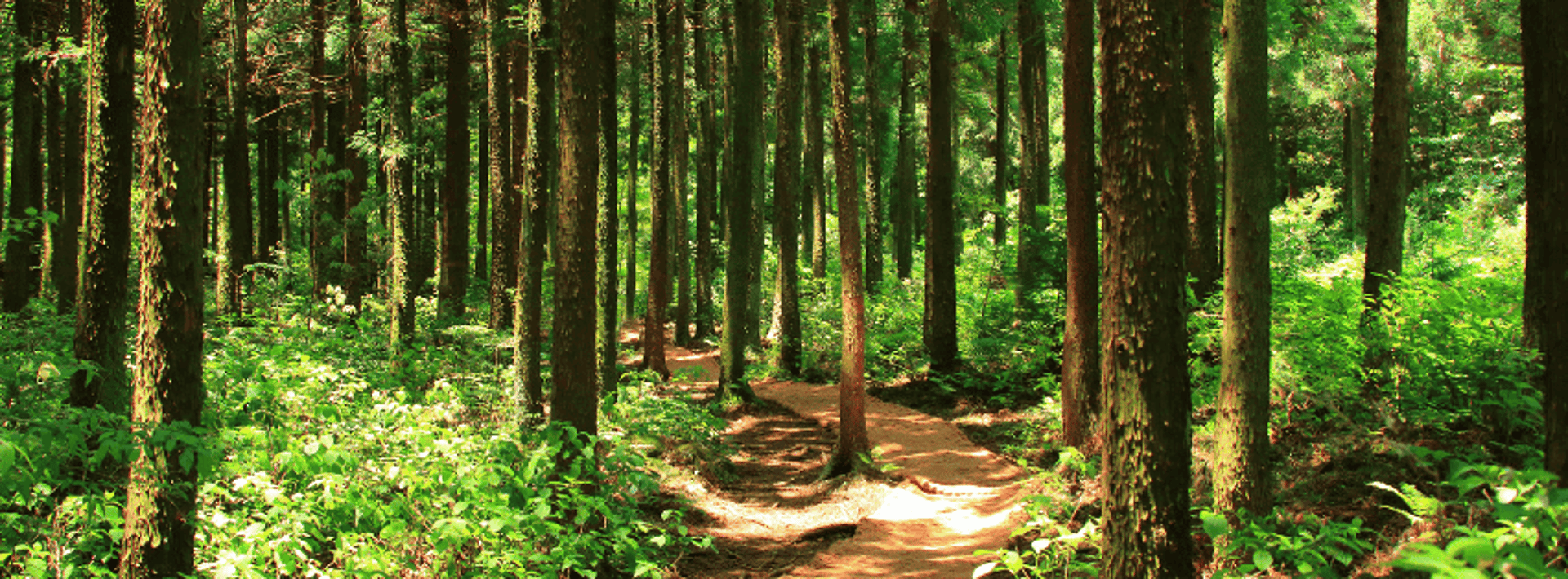 A forest filled with lots of tall trees