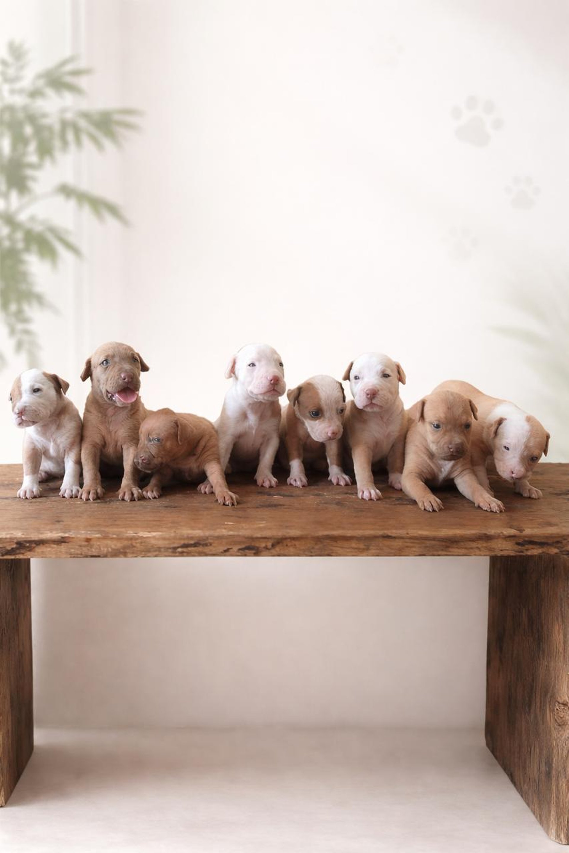 a group of puppies laying on top of a blue blanket