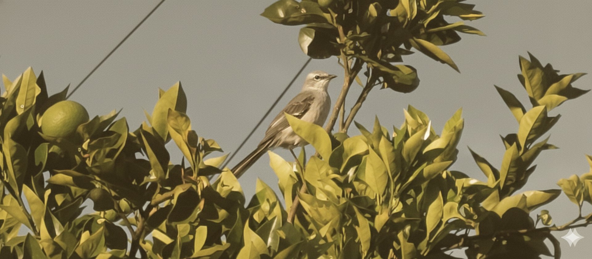 gray computer monitor