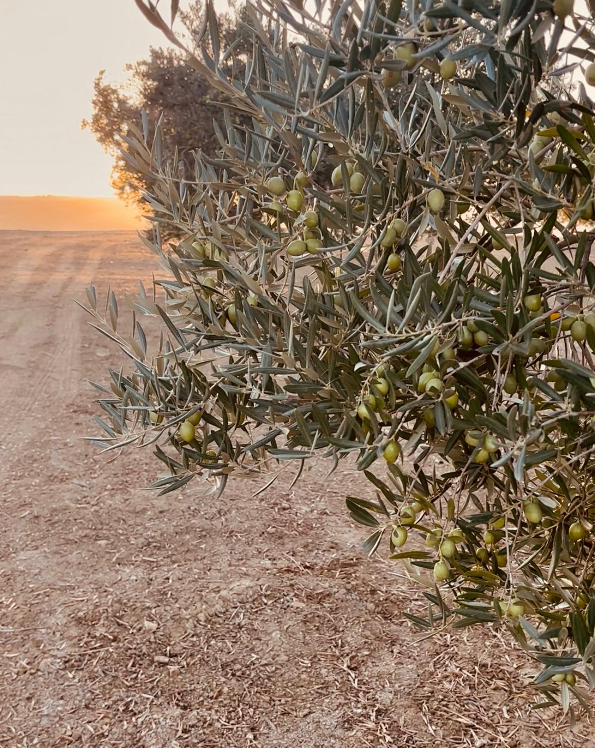 green plant with yellow flowers