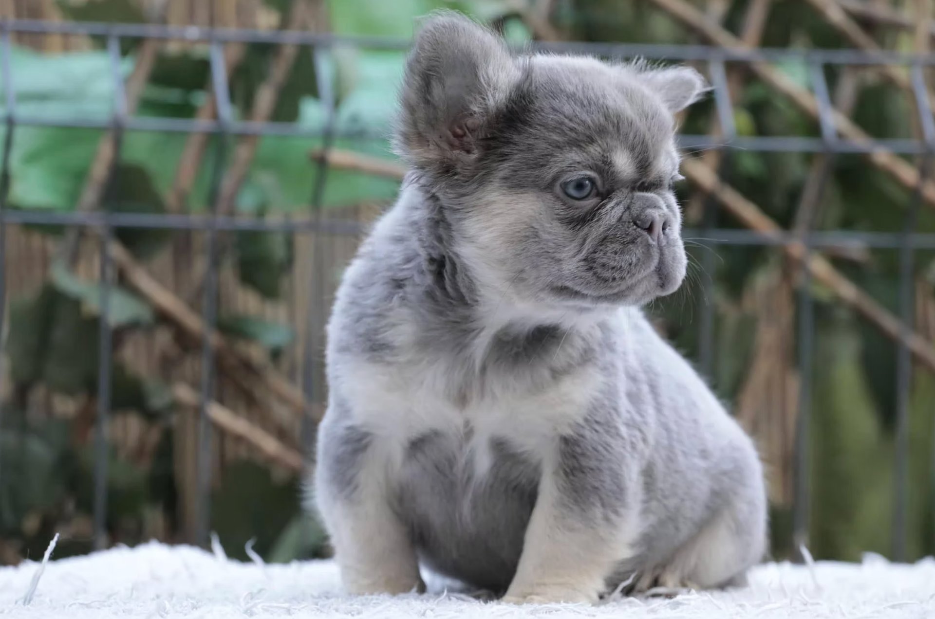 gray computer monitor