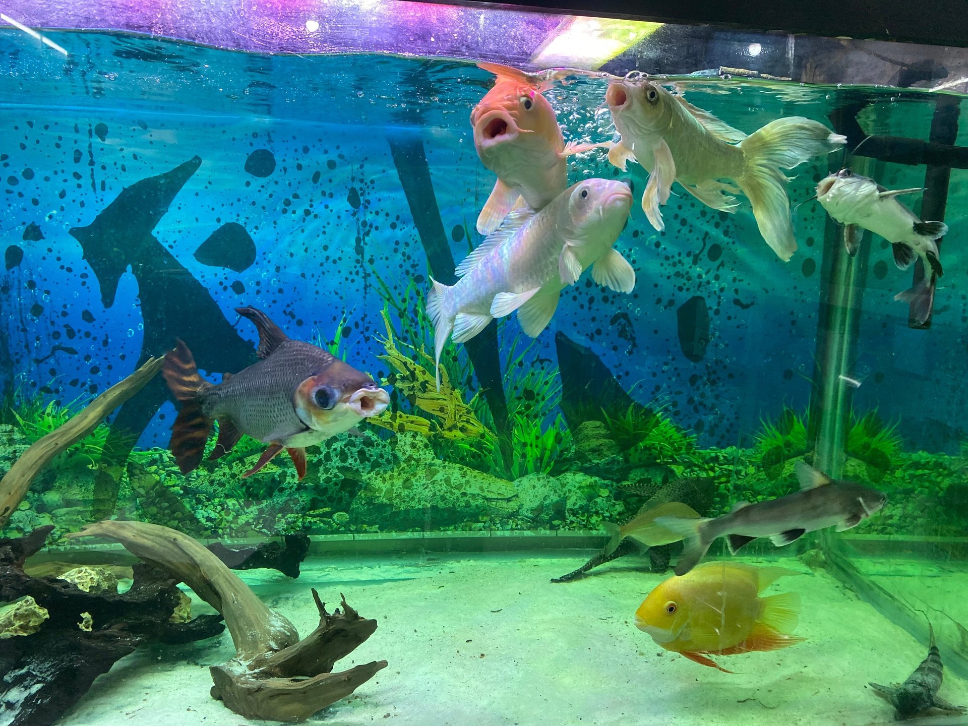 black and white bed linen