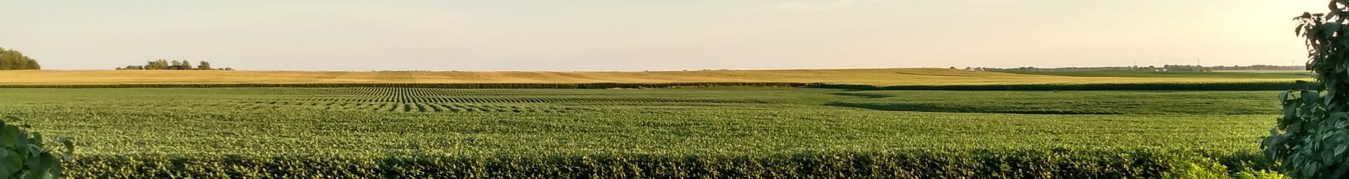 A sweeping scene of fields illuminated by a golden evening sunset in rural Illinois