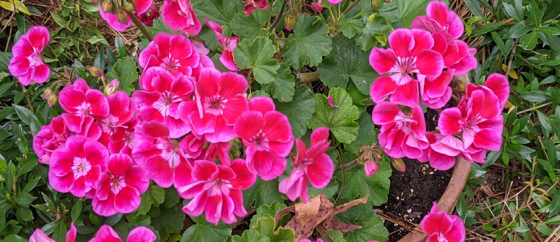 Fancy variegated pink and magenta geraniums grown from cuttings