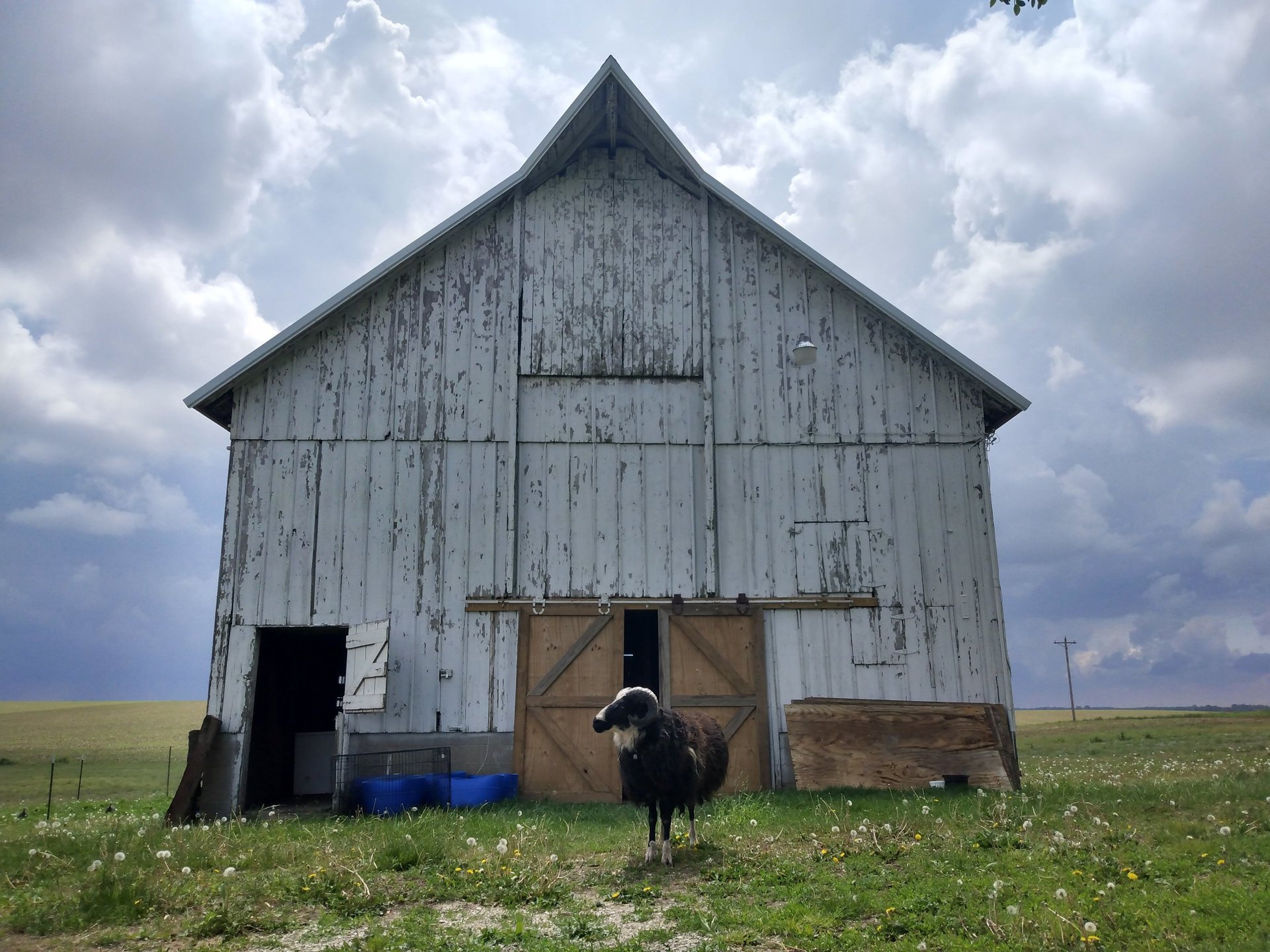 A majestic Icelandic ram standing in front of a heritage wooden barn