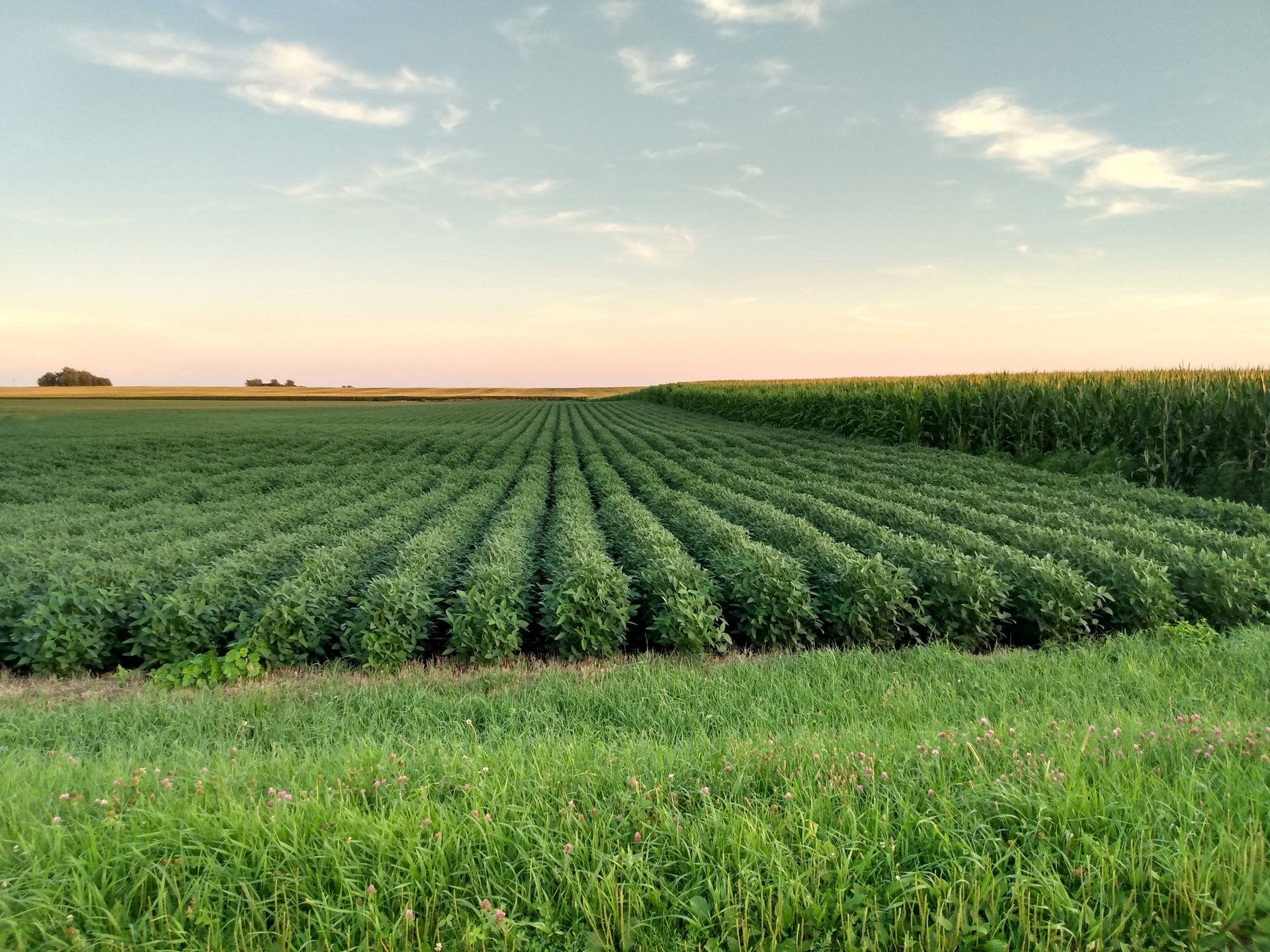 Lush green bean rows in rural Illinois