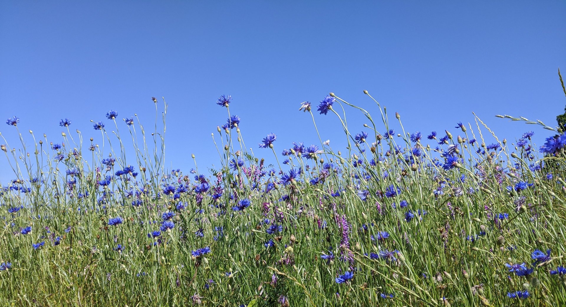 A field of blue and purple cornflowers against clear blue sky