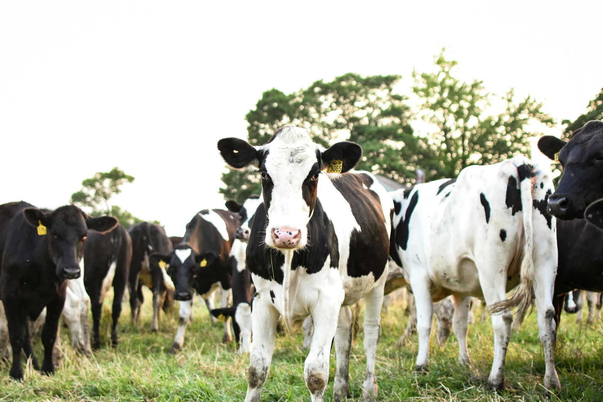 white and black cow on green grass field during daytime