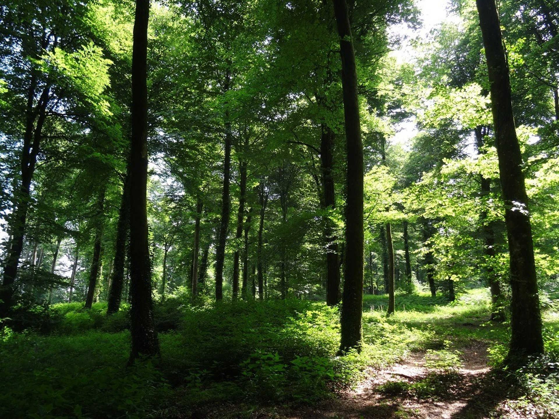 gray computer monitor