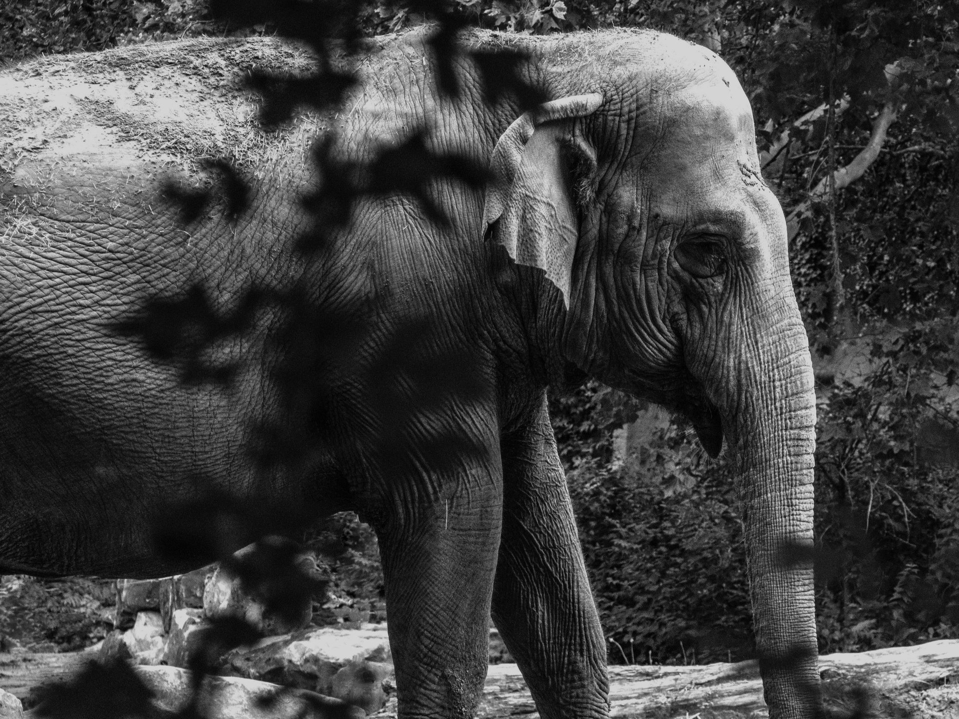 black and white bed linen