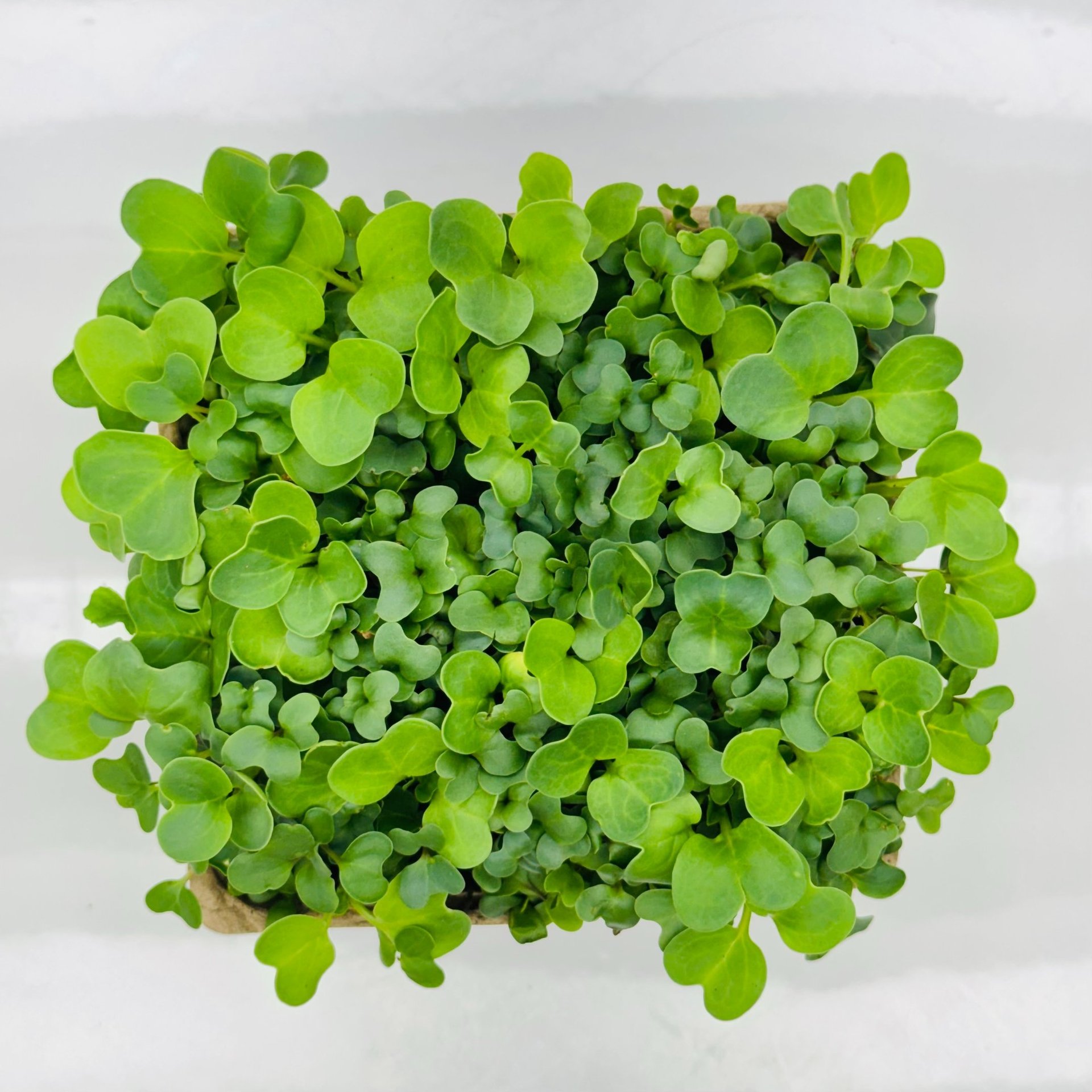 green plant on brown clay pot