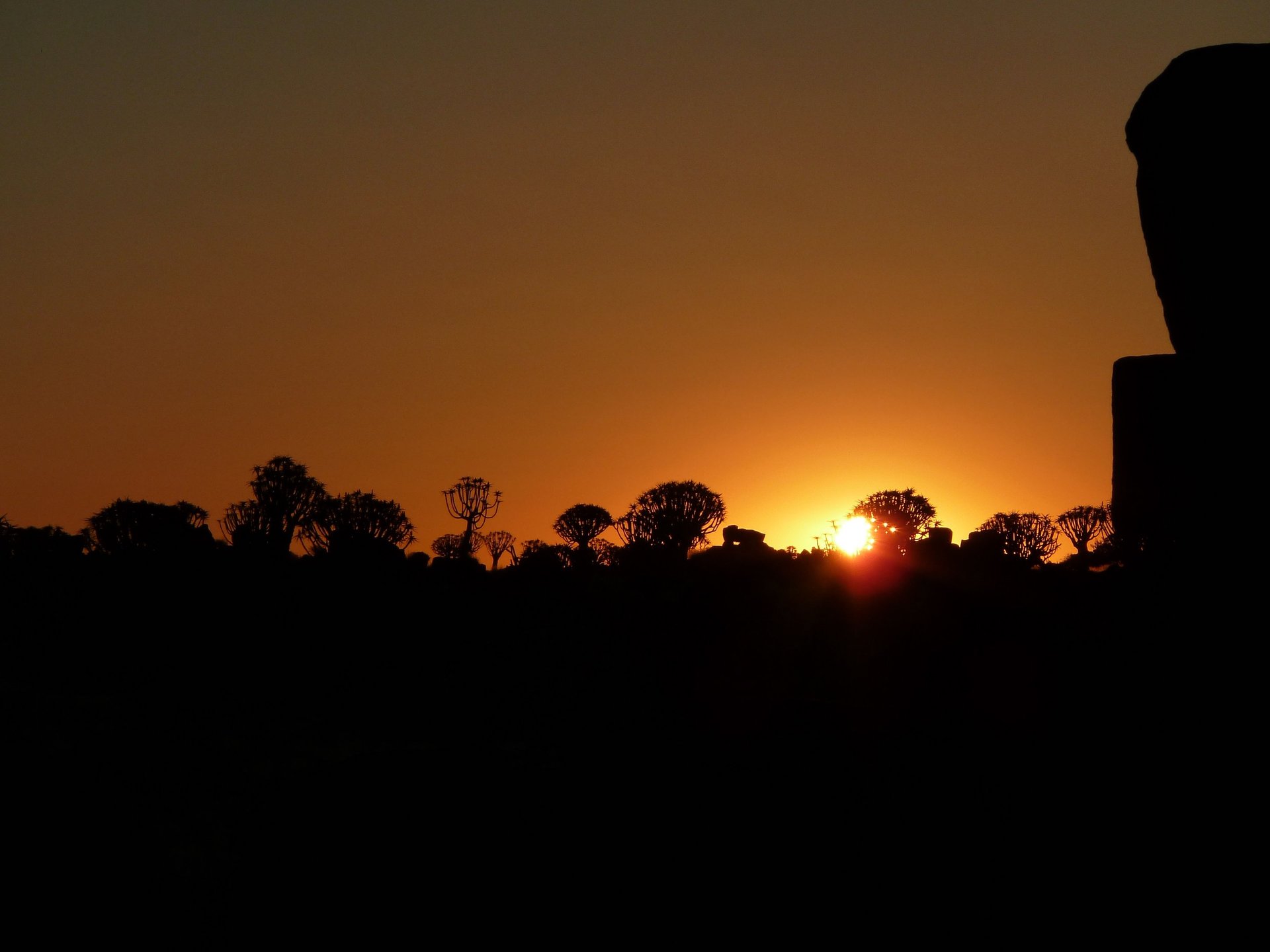 silhouette of trees during sunset