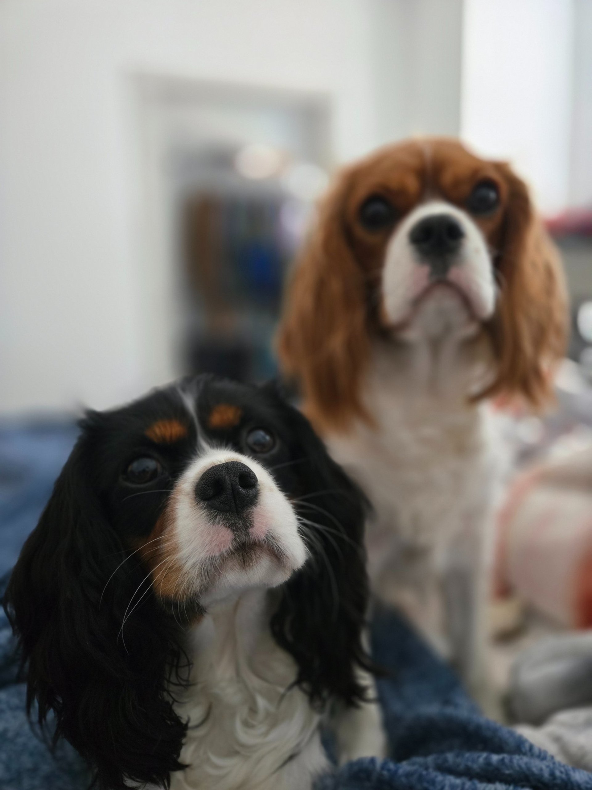 black blue and yellow textile