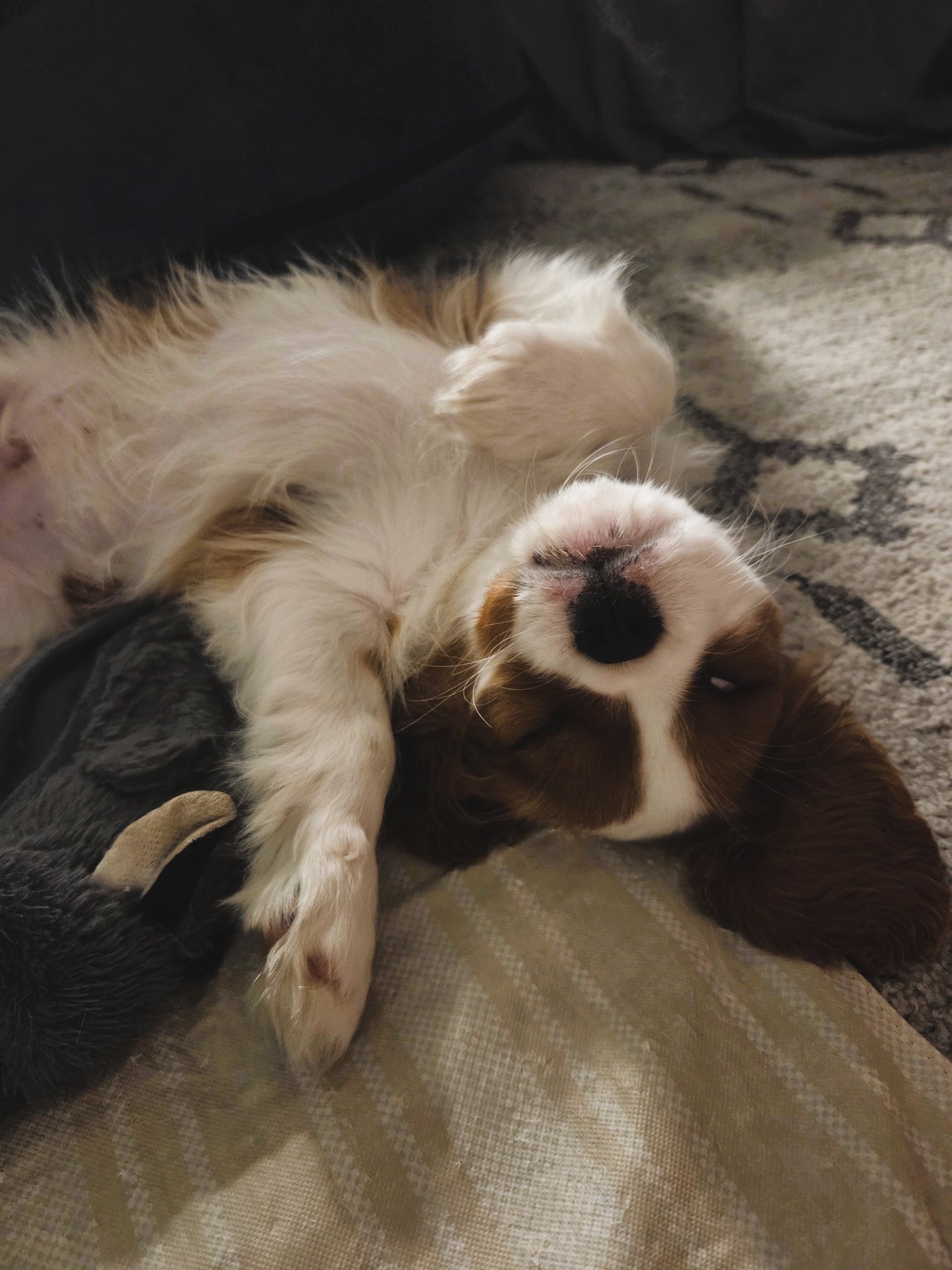 black blue and yellow textile